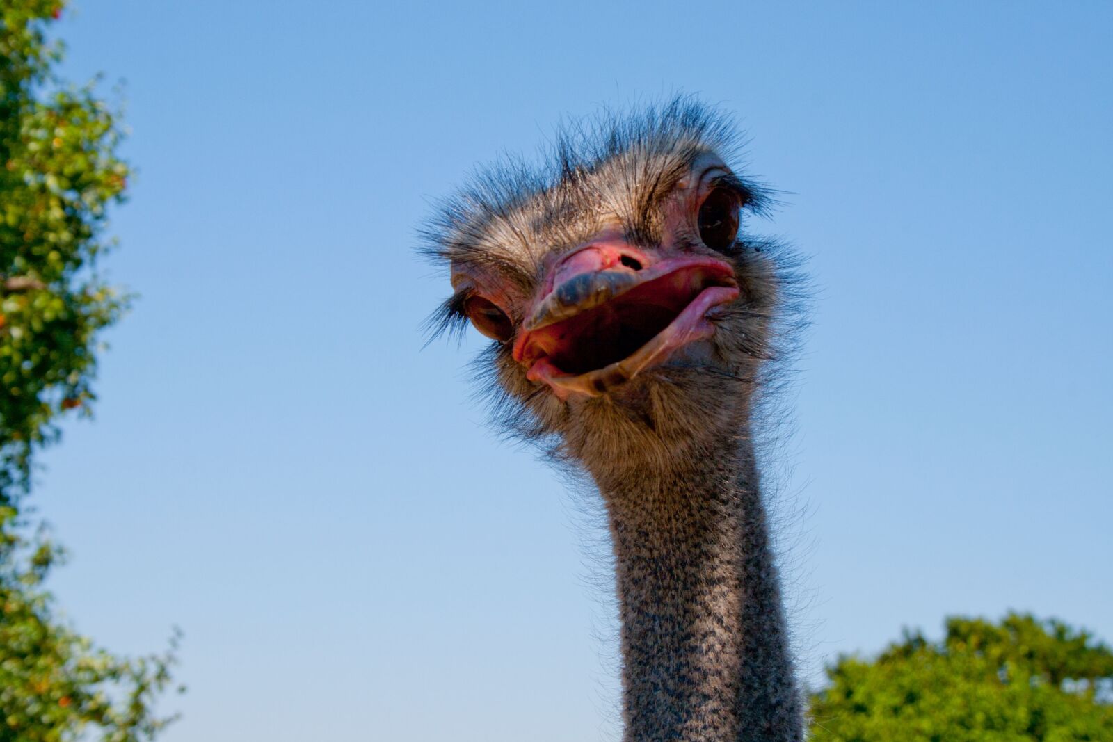 Canon EF-S 18-55mm F3.5-5.6 II sample photo. Ostrich, nature, bird photography