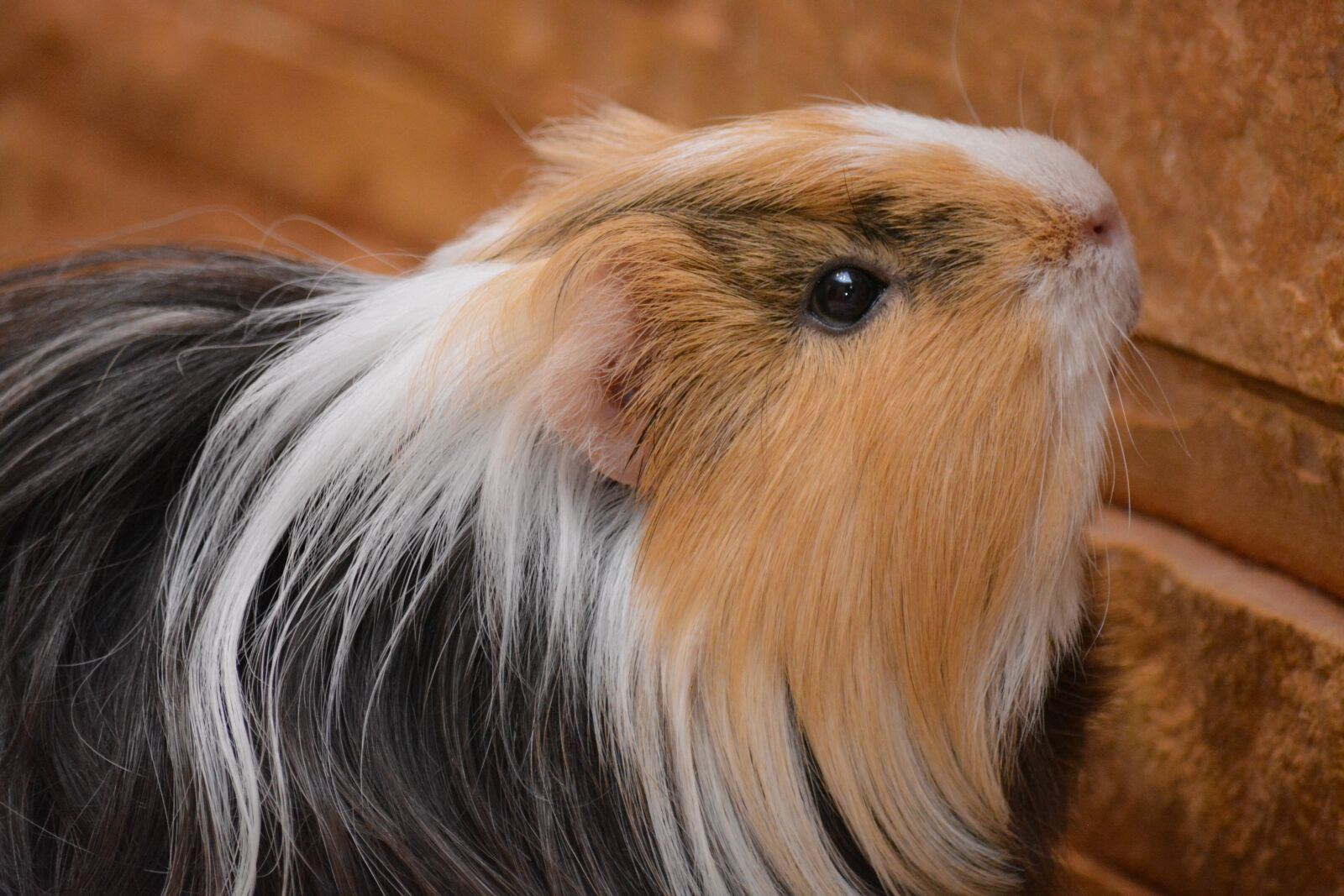 Nikon D5200 sample photo. Piggy, guinea pig, pet photography