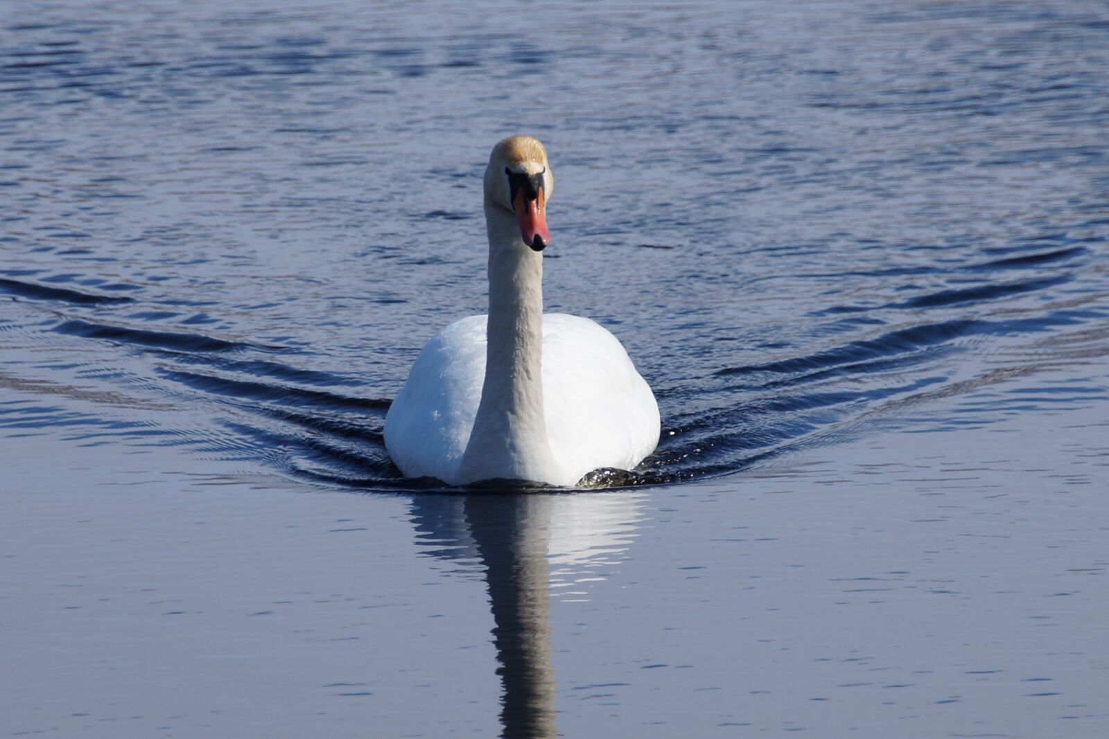 Sony SLT-A58 sample photo. Waters, swan, bird photography