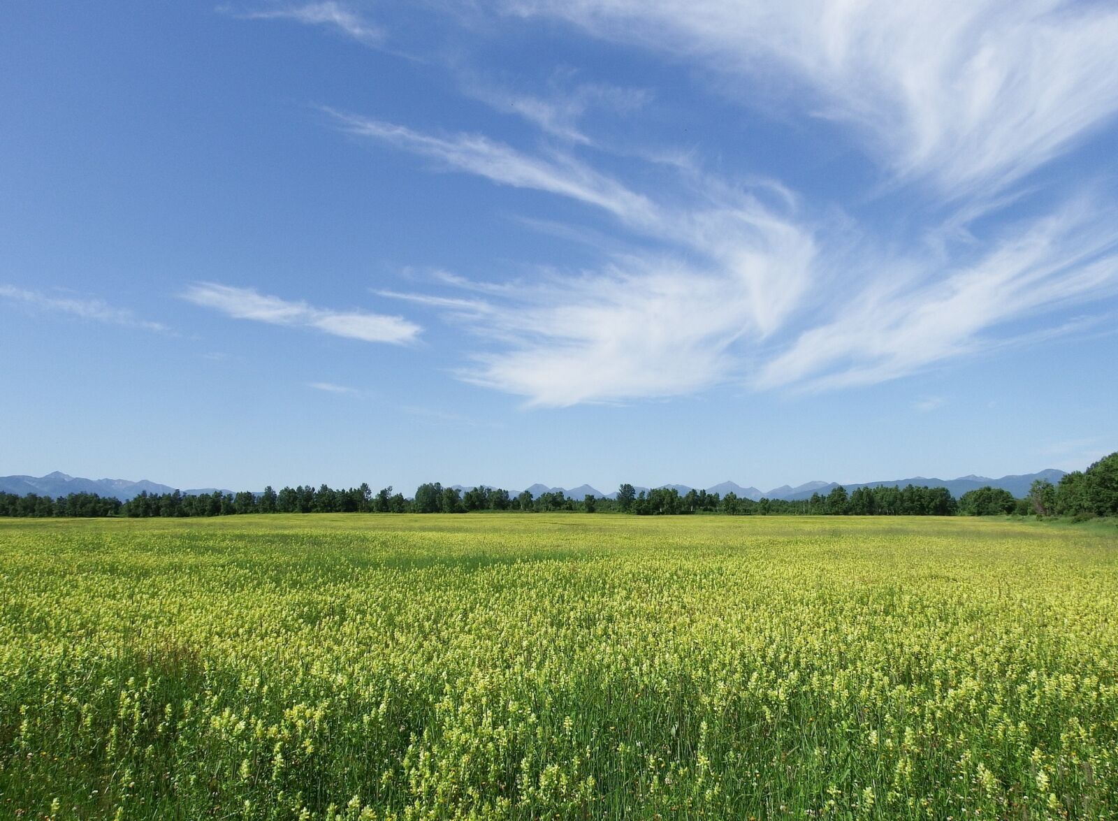 Fujifilm FinePix S1 sample photo. Field, meadow, glade photography