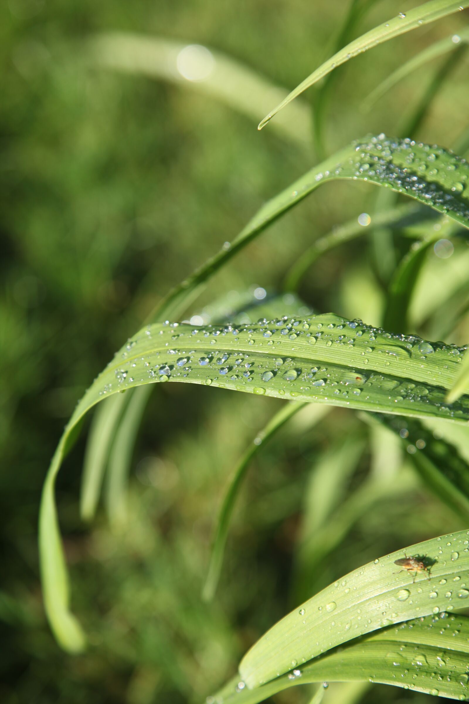Canon EOS 5D Mark II sample photo. Leaf, nature, green photography