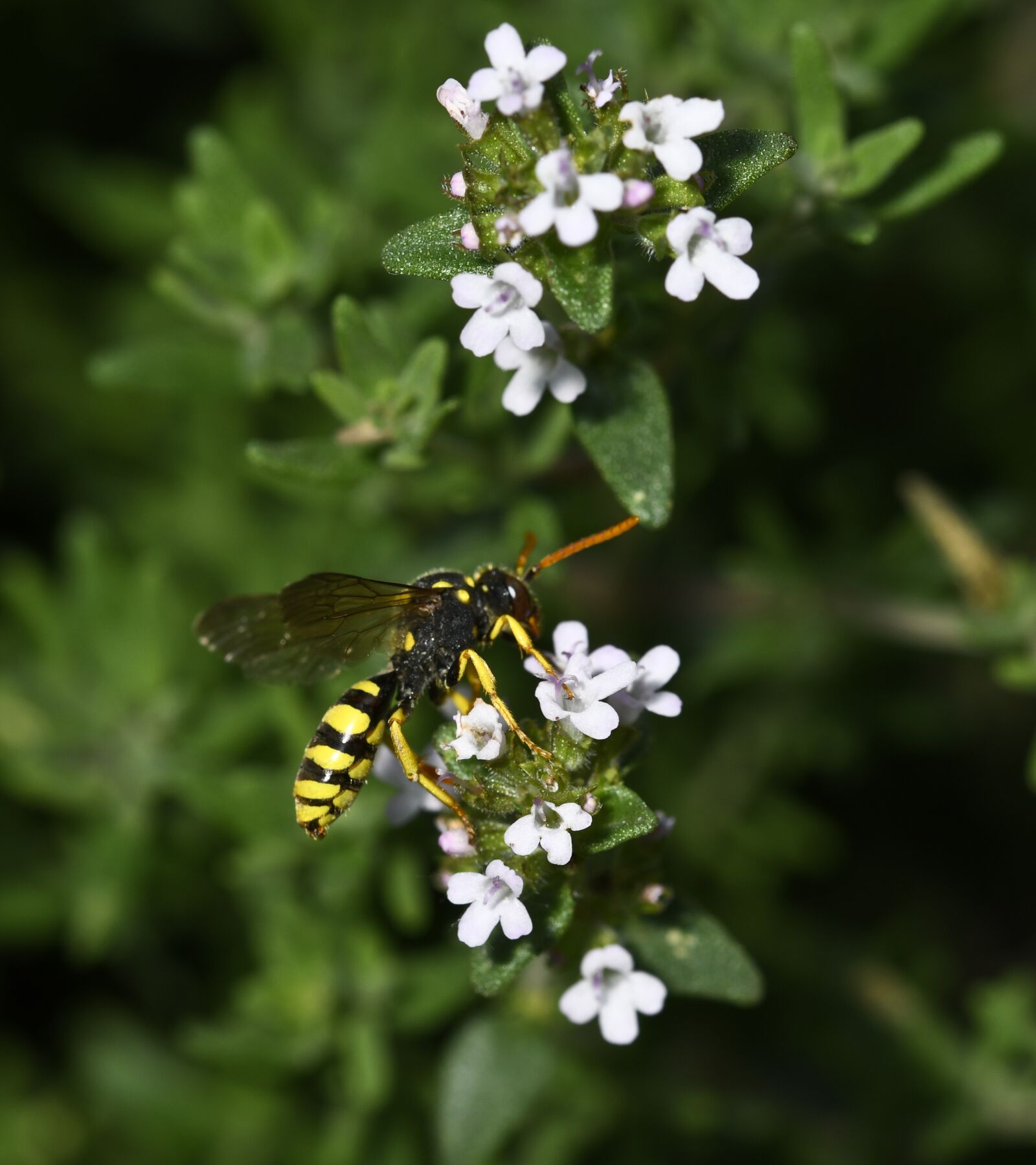Nikon D500 sample photo. Insect, garden, herbs photography