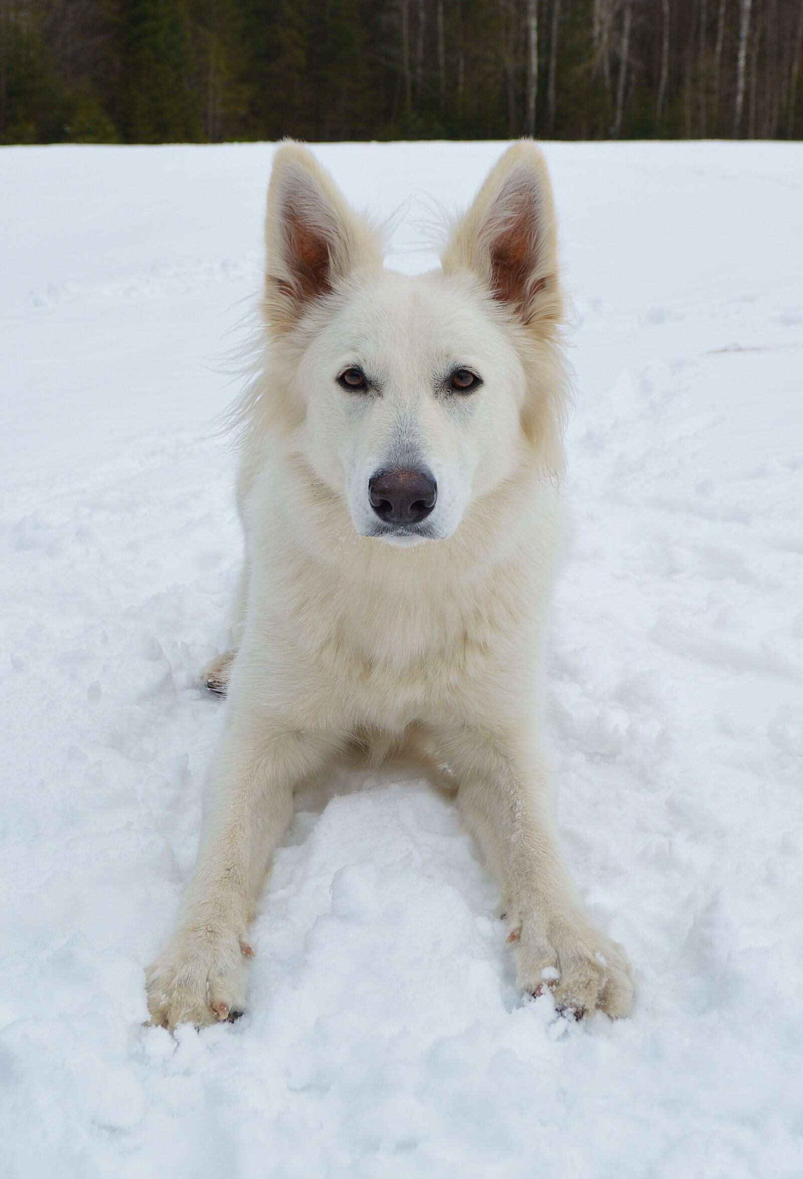 Nikon D3200 sample photo. Dog, canine, winter photography