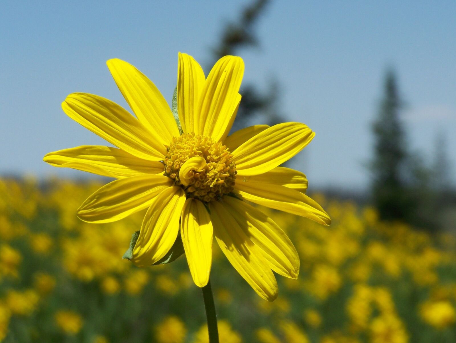 Kodak Z650 ZOOM DIGITAL CAMERA sample photo. Little sunflower, yellow, flower photography