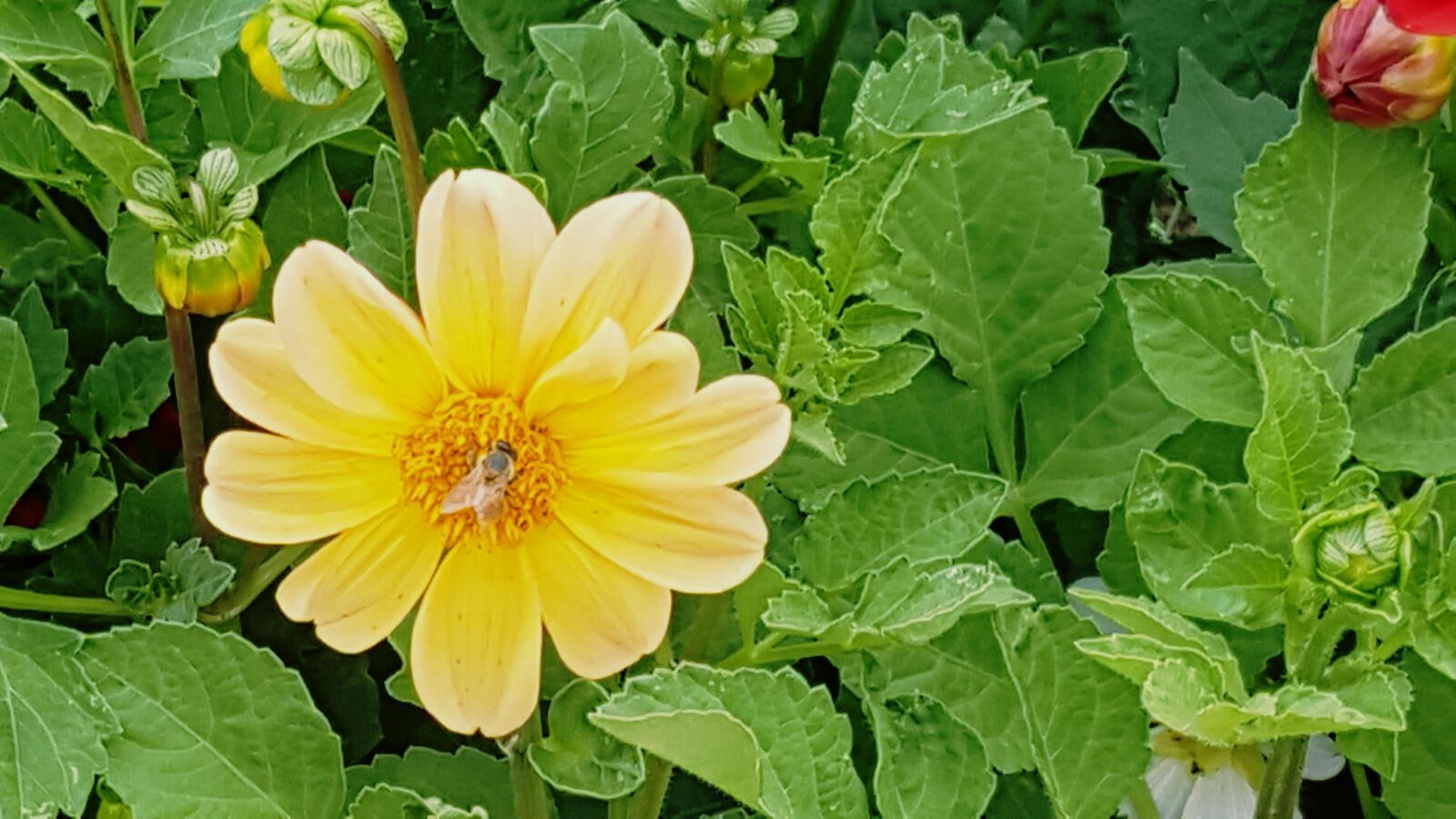 Samsung Galaxy Note5 sample photo. Bee, garden, green, apple photography