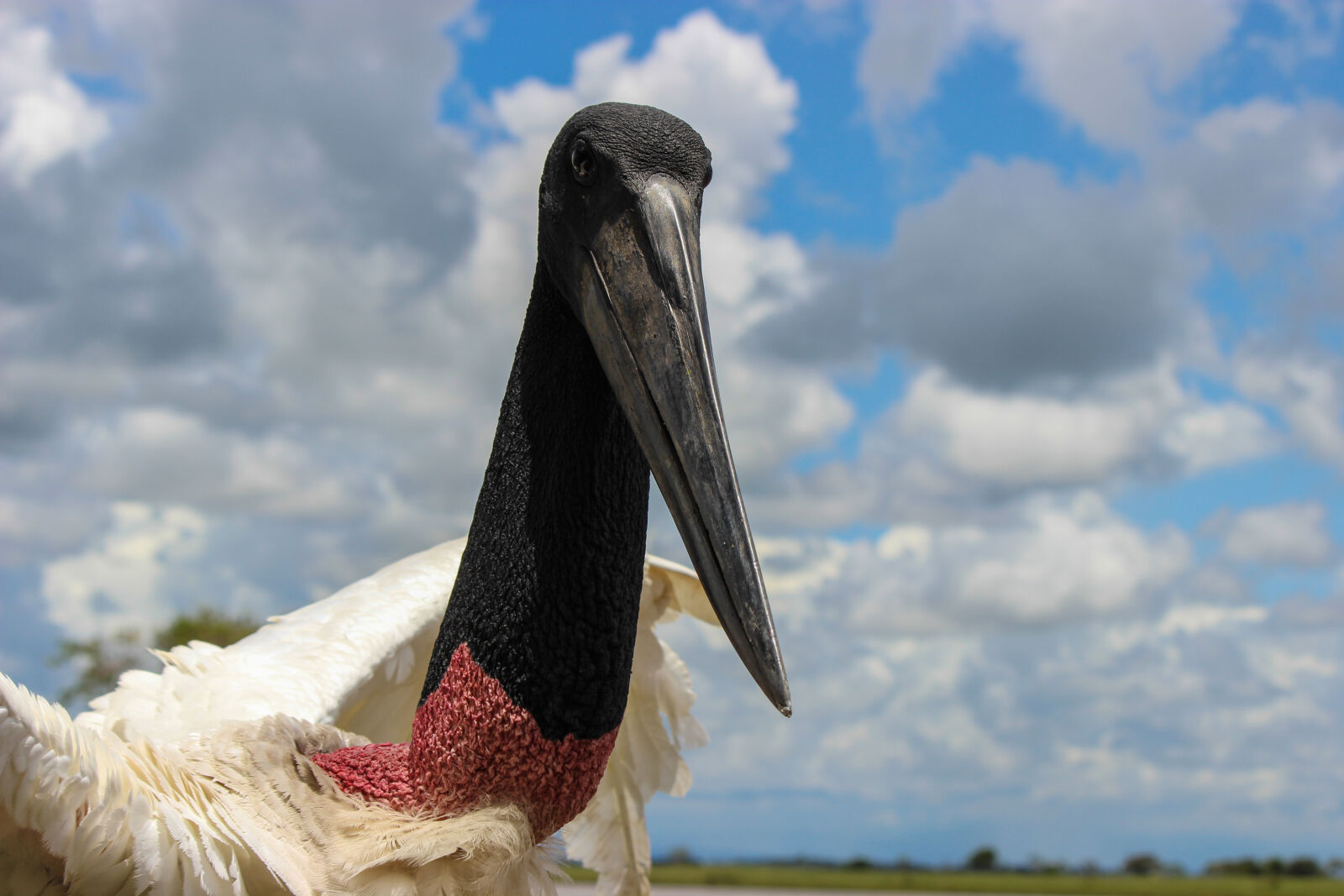 Canon EF-S 55-250mm F4-5.6 IS II sample photo. Big, bird, casanare, gaban photography