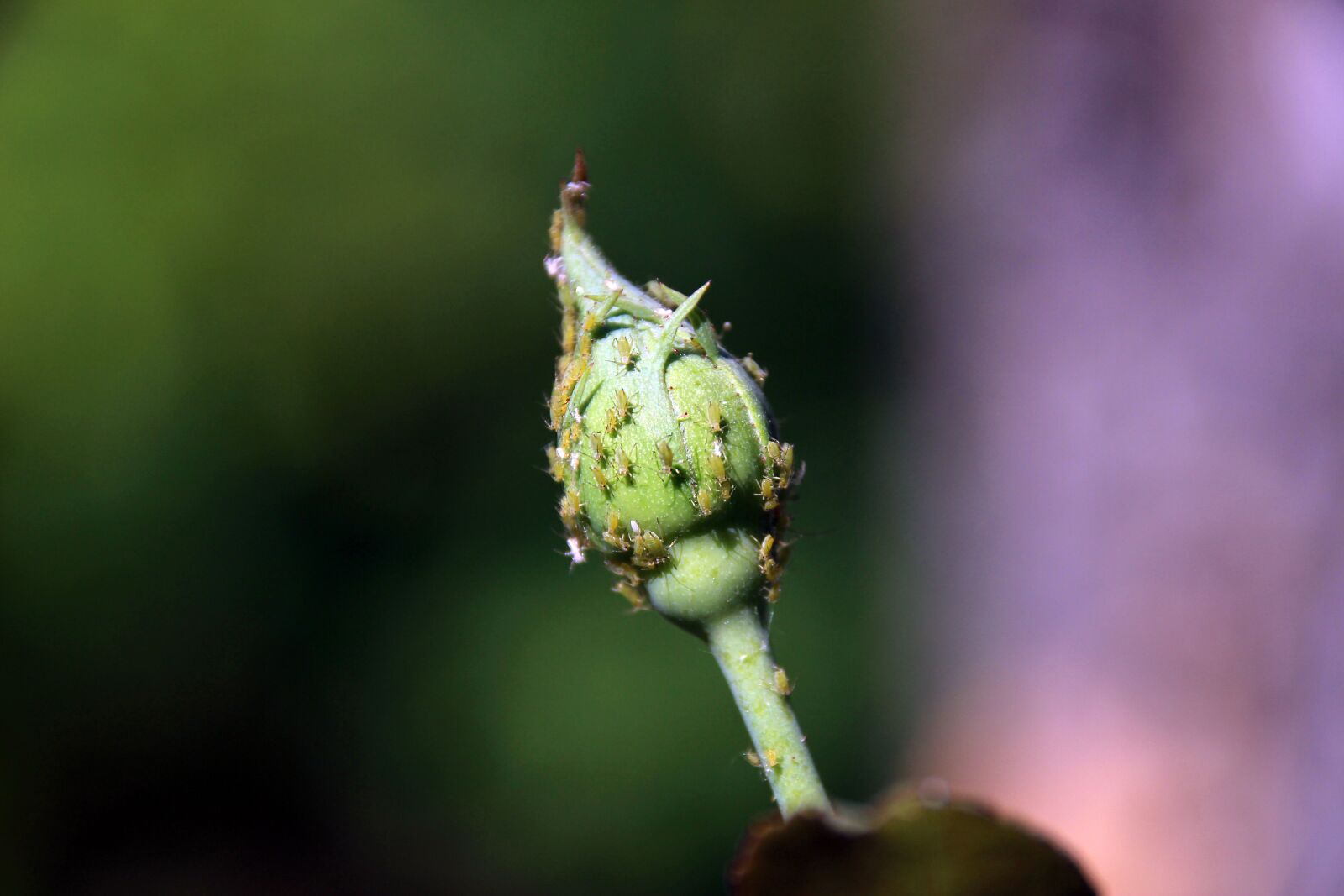 Canon EOS 100D (EOS Rebel SL1 / EOS Kiss X7) sample photo. Aphids, bud, garden photography