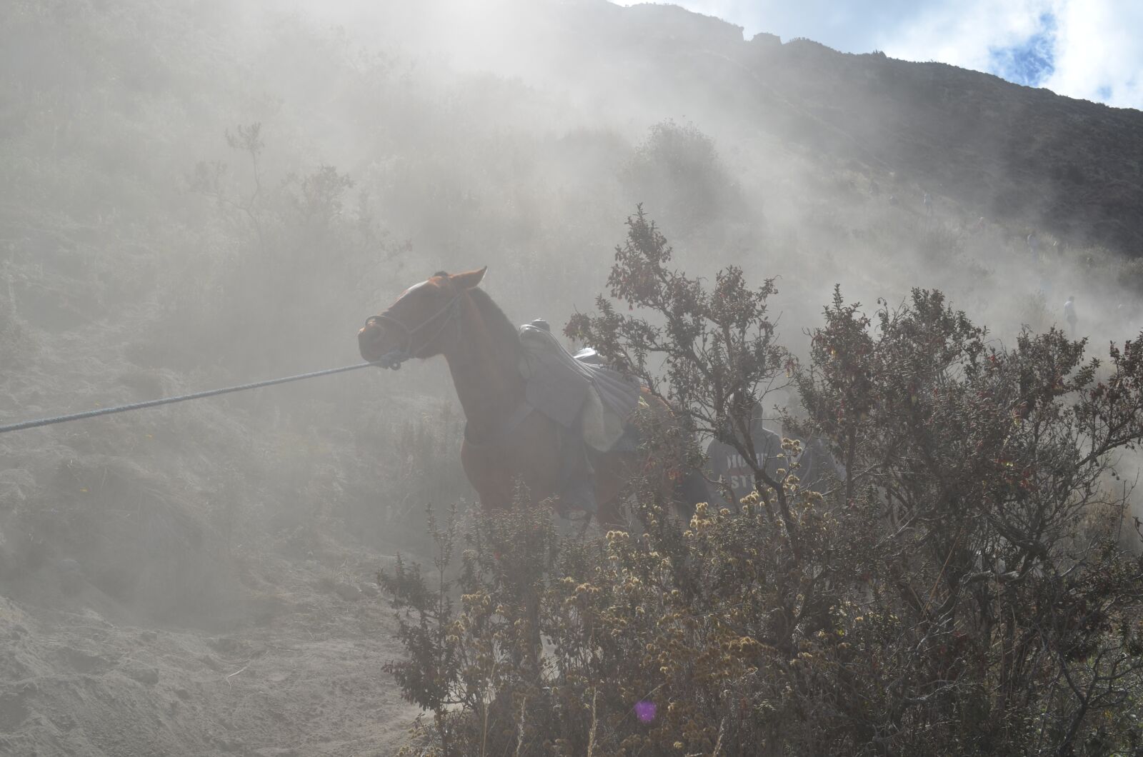 Nikon D5100 sample photo. Horse, quilotoa, afternoon photography