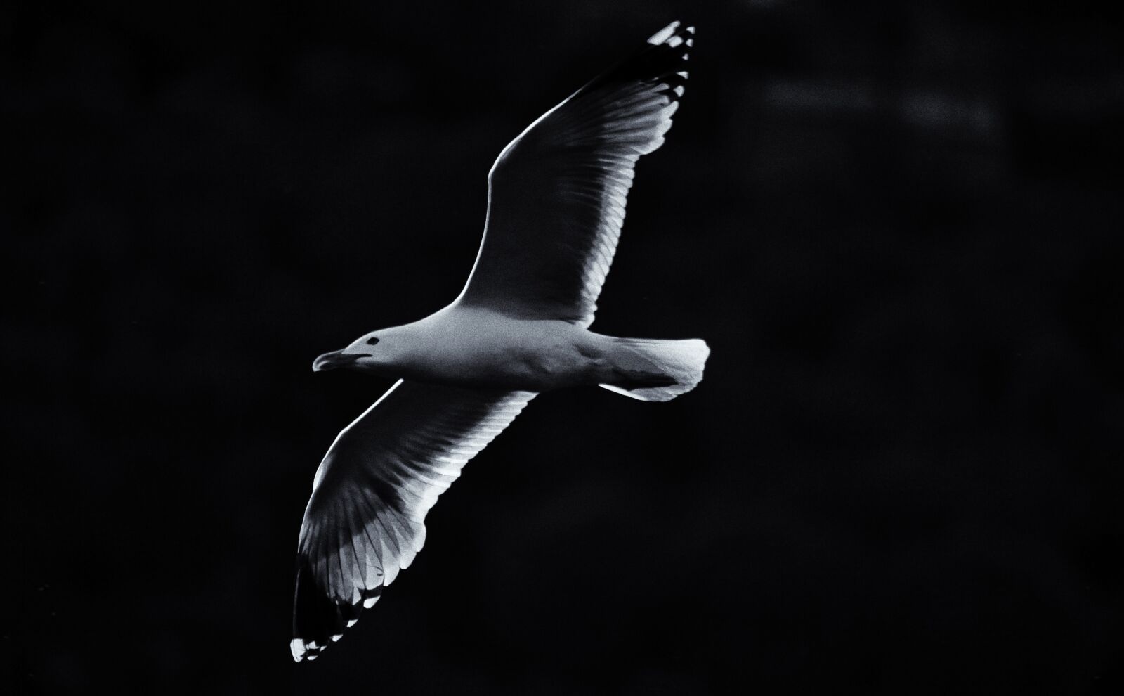 Canon EOS 5D Mark II sample photo. Seagull, bird, art photography
