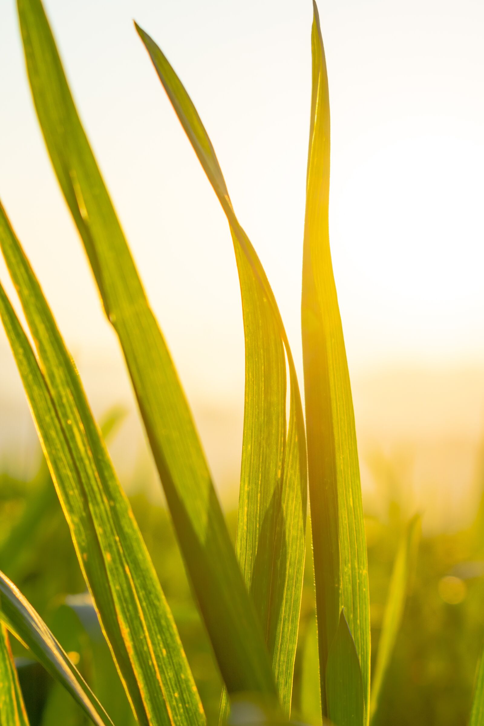 Nikon D3400 sample photo. Wheat, green leaf, twilight photography