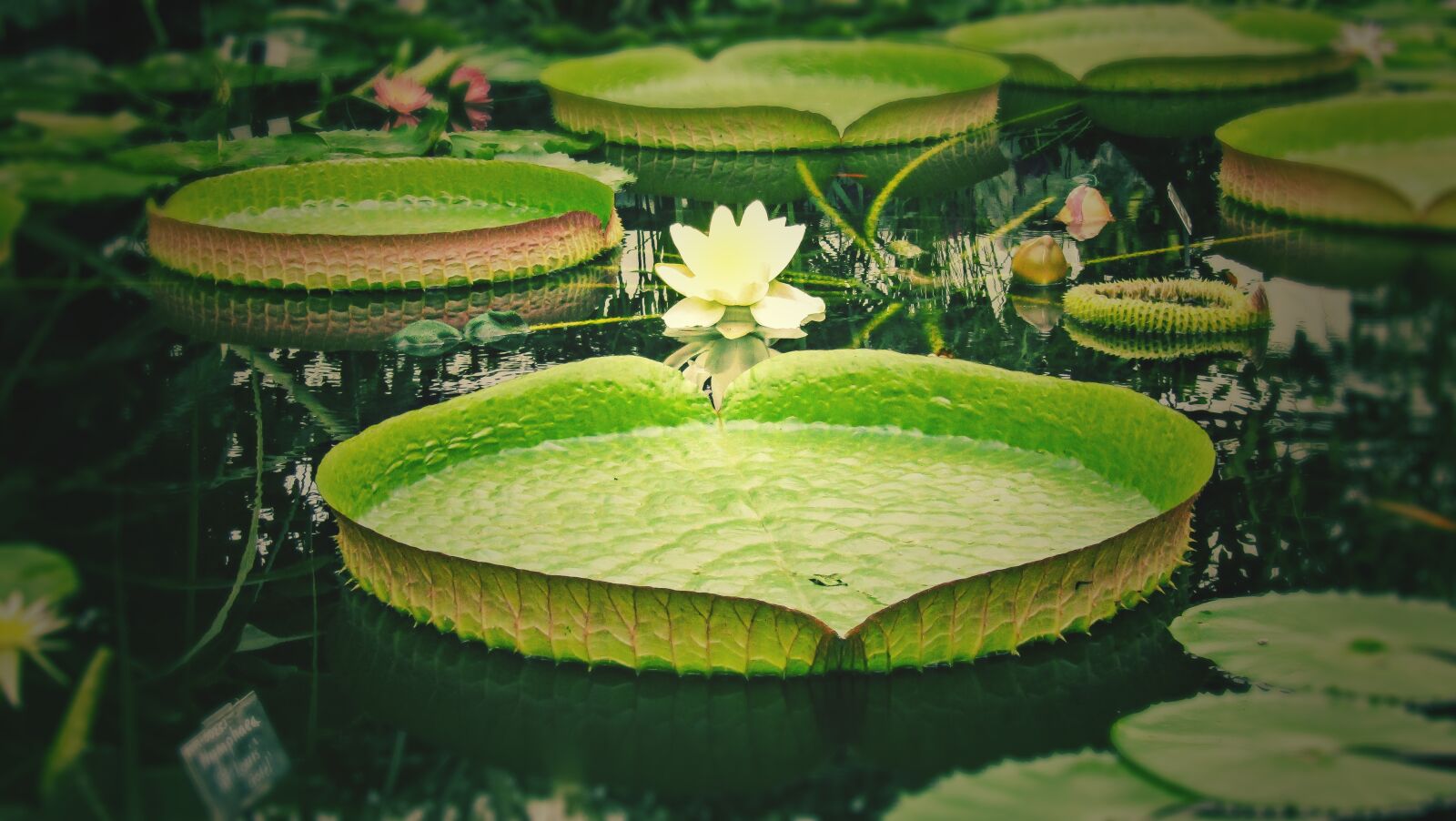 Canon PowerShot SX410 IS sample photo. Water lily, flower, pond photography