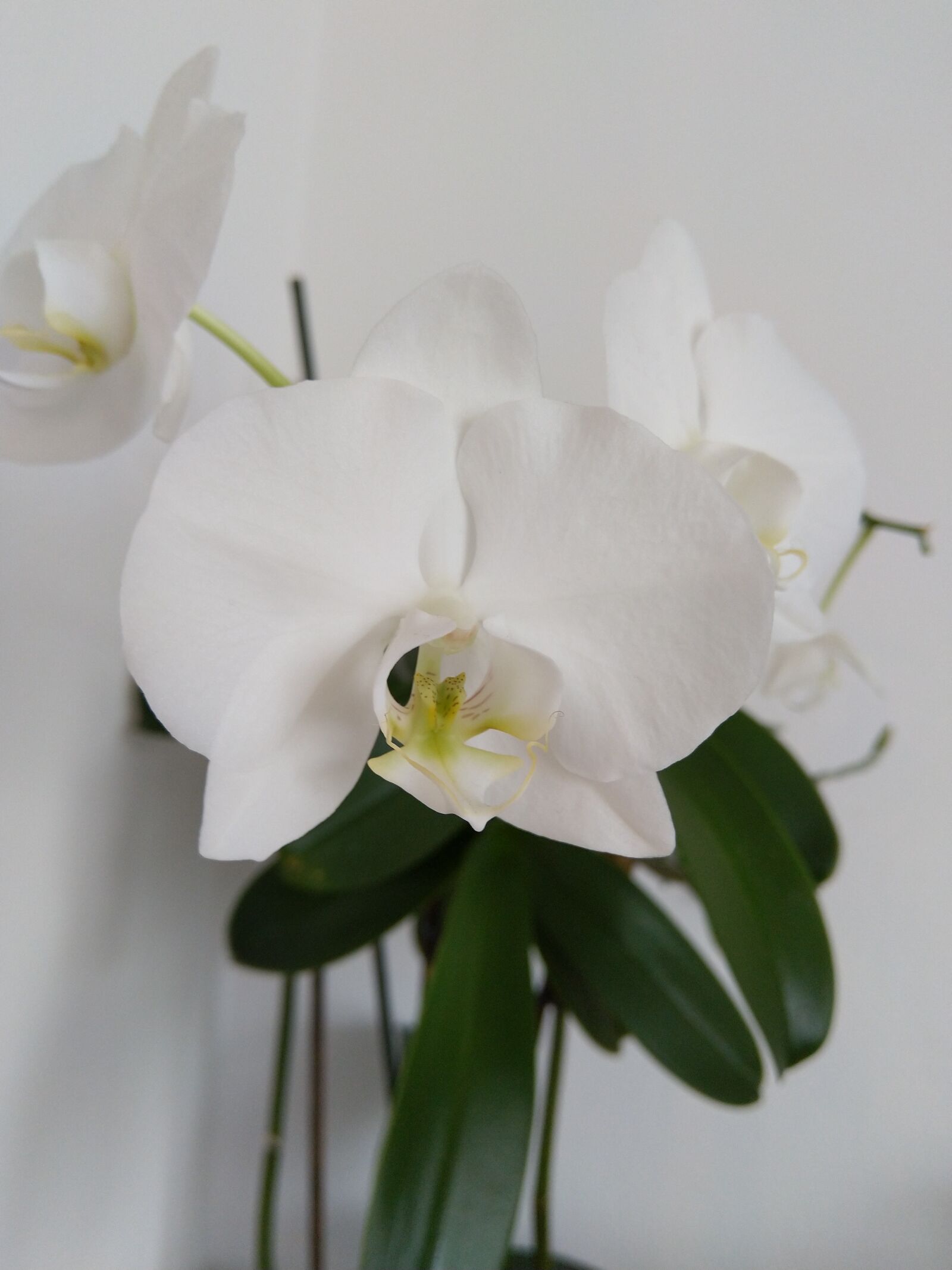 HMD Global Nokia 7 plus sample photo. Orchids, plant, flower photography