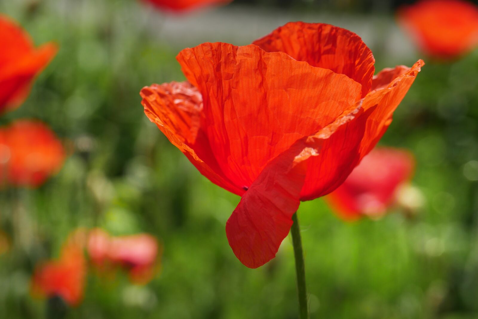 Panasonic Lumix DMC-GX8 sample photo. Poppy, red, klatschmohn photography