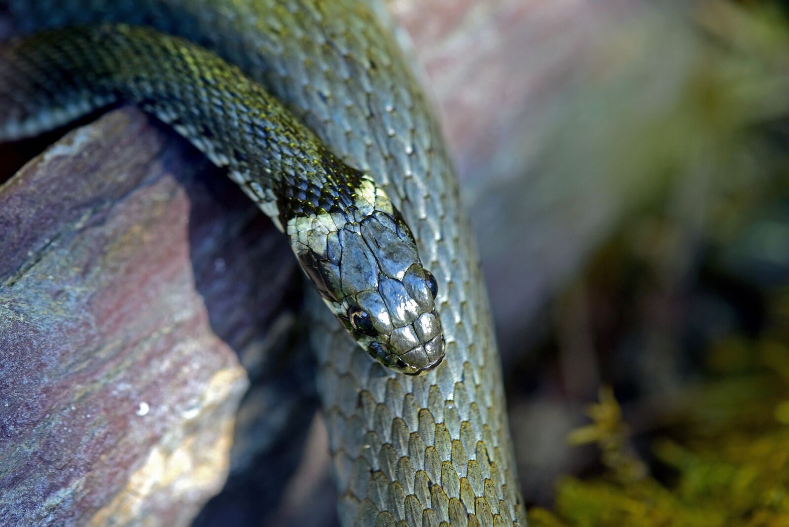 Nikon D750 sample photo. Grass snake, snakes photography