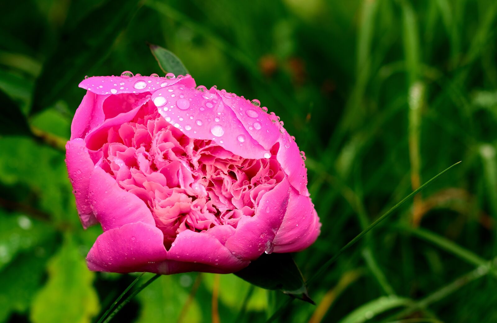 Nikon D5200 sample photo. Peony, rain, nature photography