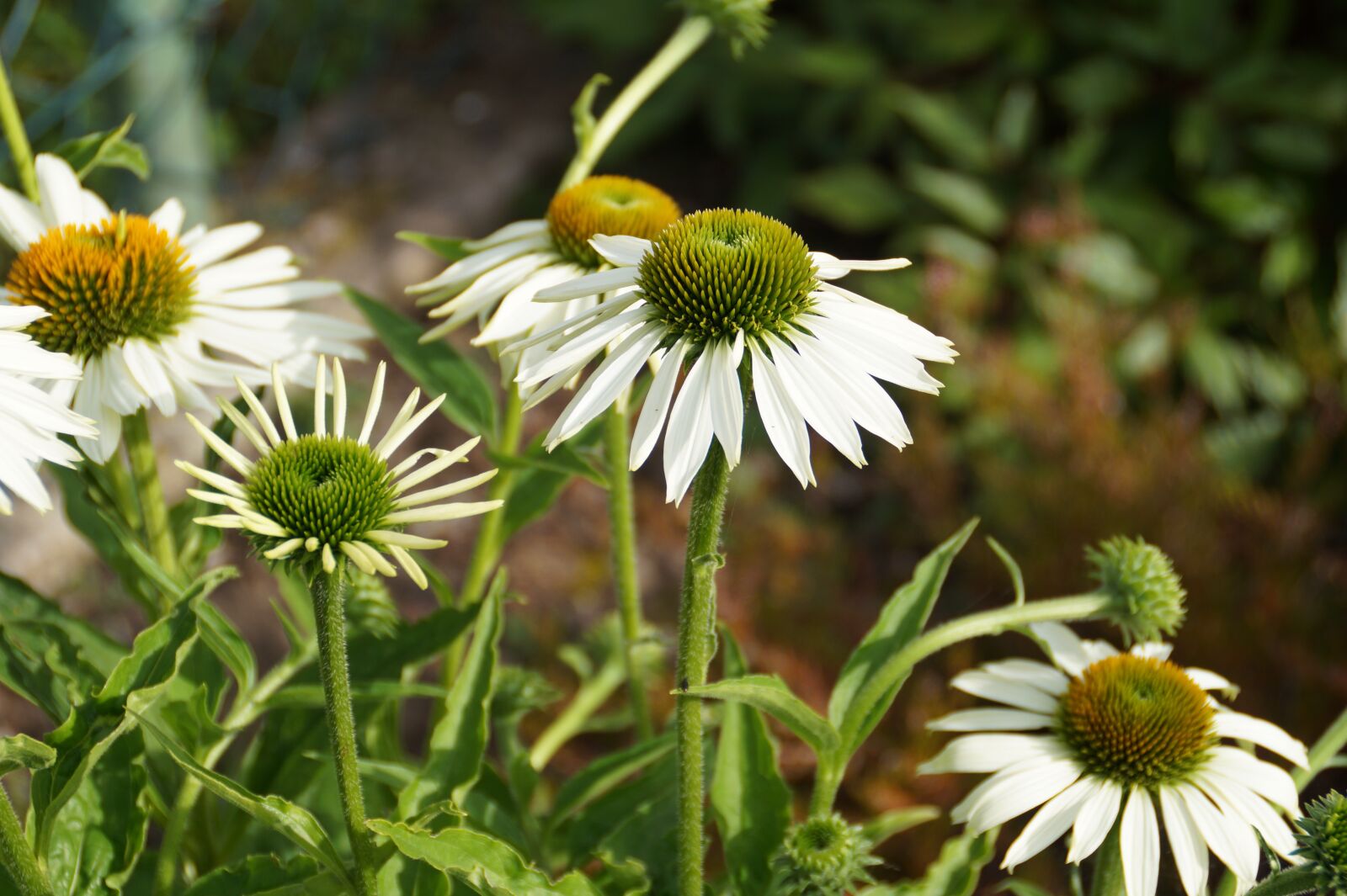 Sony DT 18-200mm F3.5-6.3 sample photo. Coneflowers, white coneflowers, flowers photography