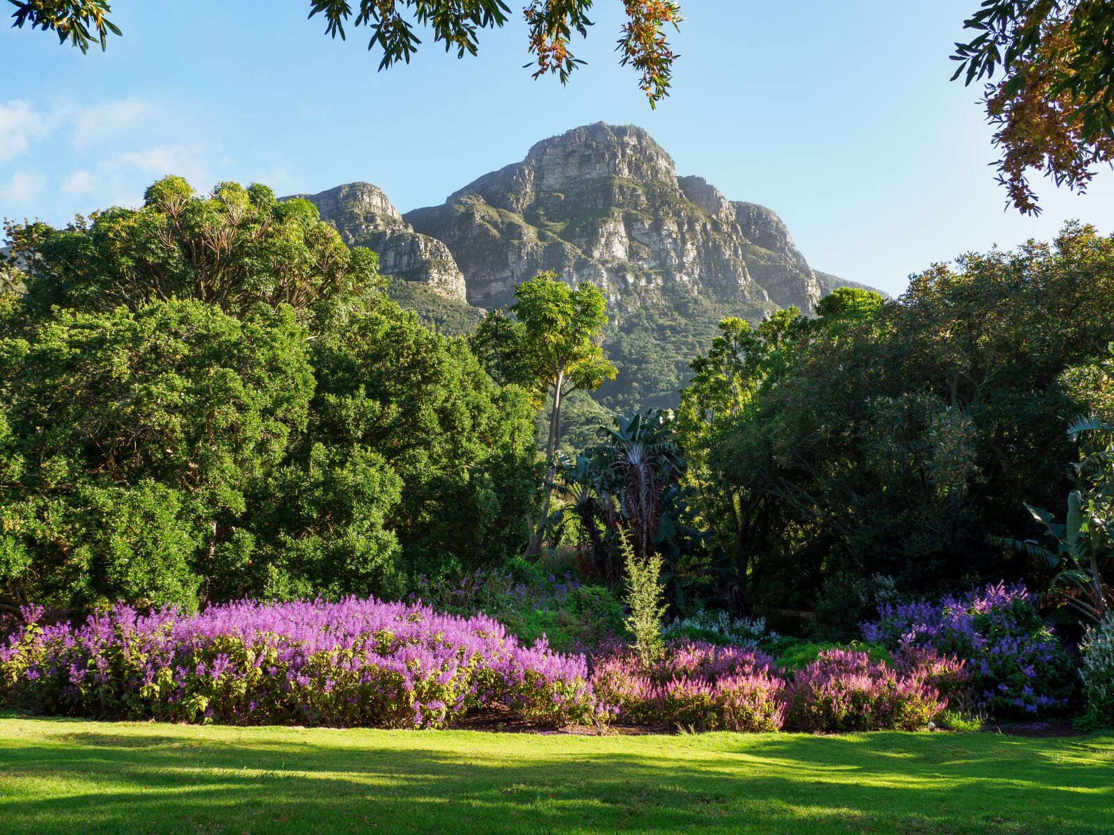 Olympus M.Zuiko Digital ED 12-100mm F4.0 IS Pro sample photo. Kirstenbosch botanical gardens, landscape photography