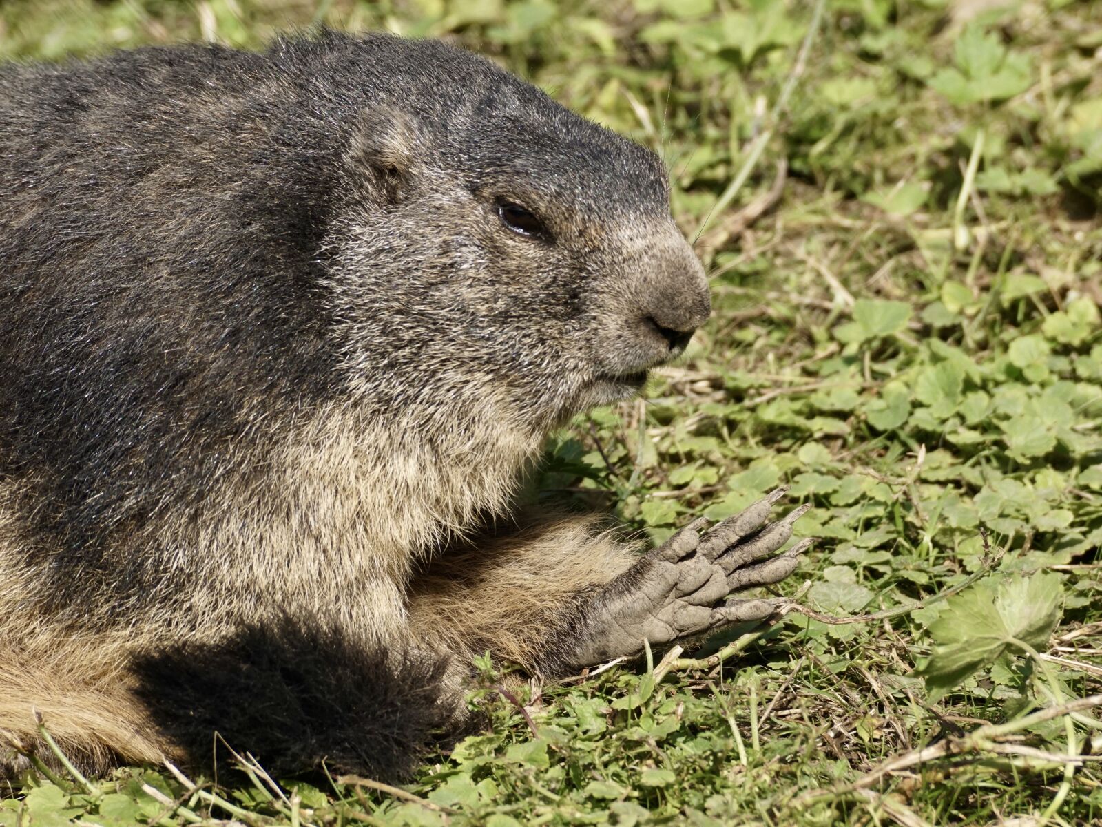 Sony DT 55-300mm F4.5-5.6 SAM sample photo. Marmot, rodent, alpine photography