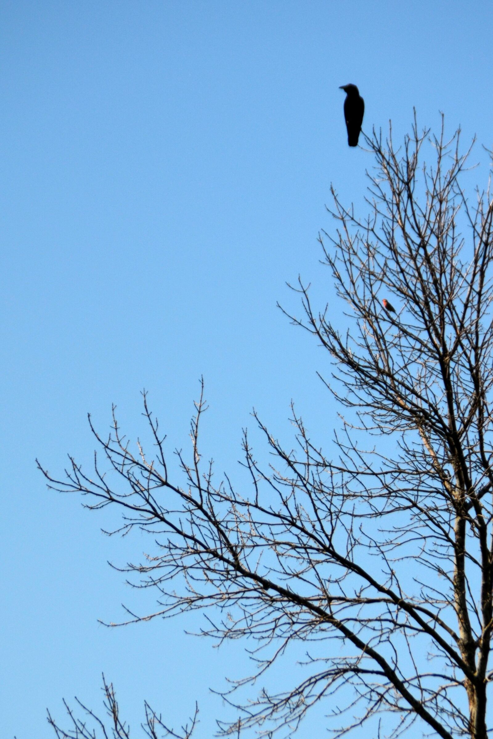 Nikon D5100 sample photo. Tree, silhouette, crow photography
