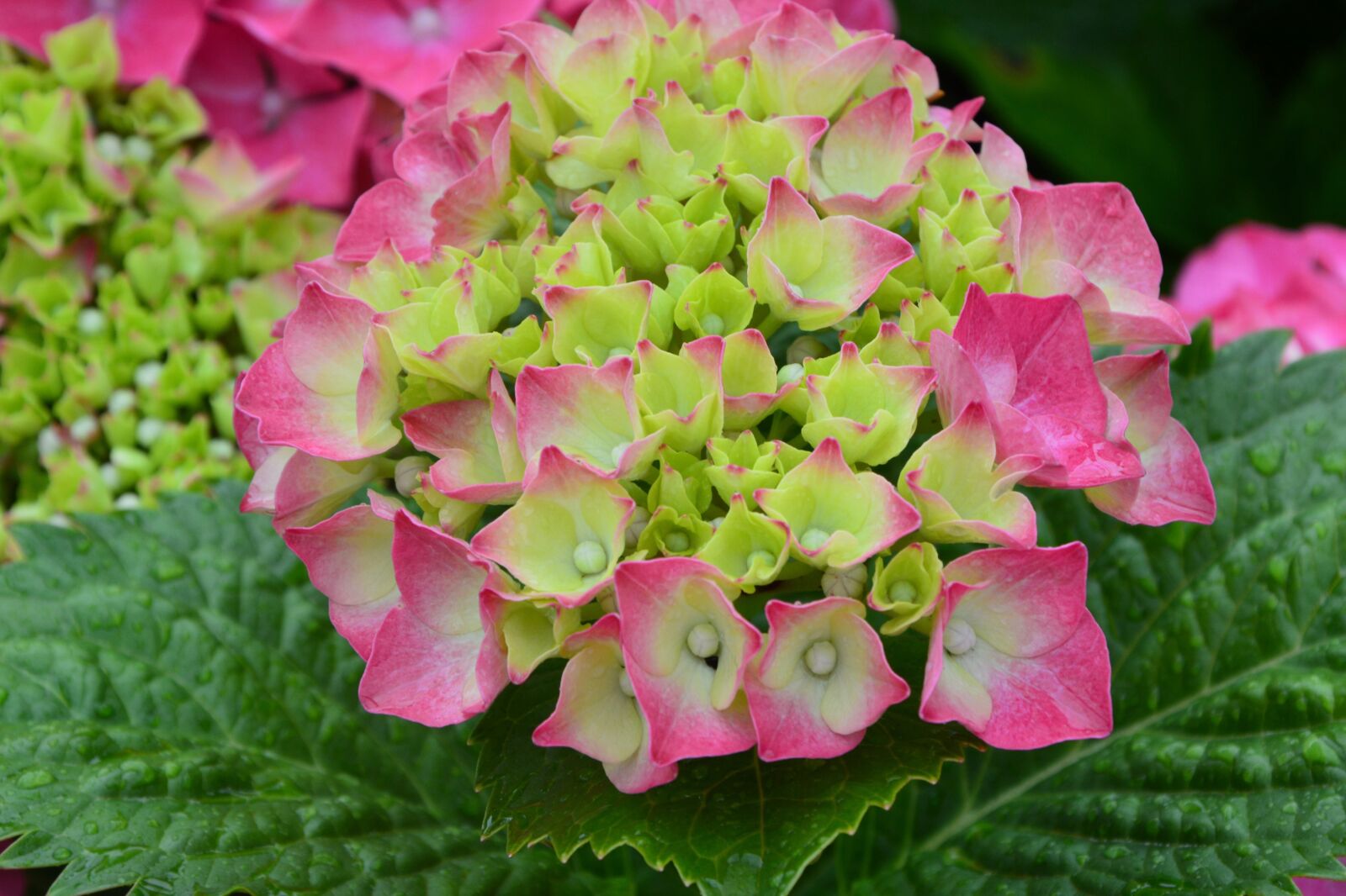 Nikon D5200 sample photo. Flowers, hydrangea, flowering green photography