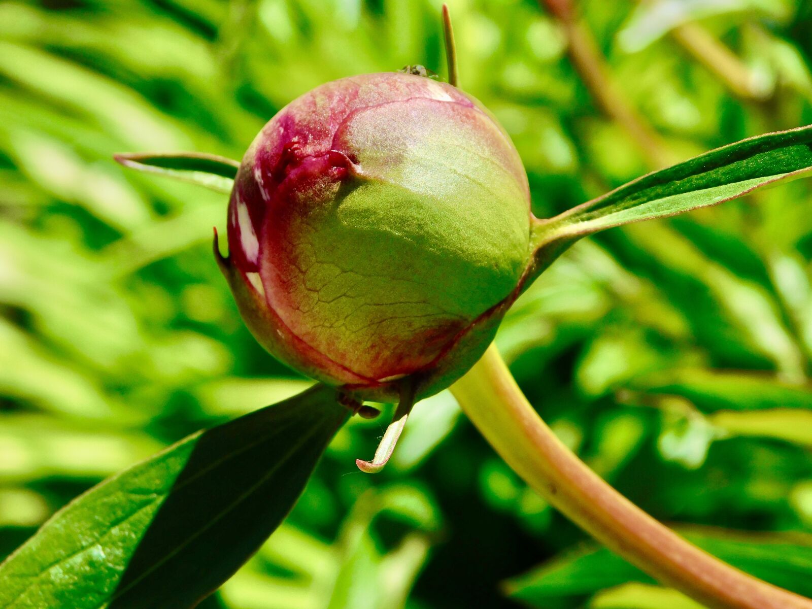 Nikon Coolpix B500 sample photo. Macro, photography, peony photography