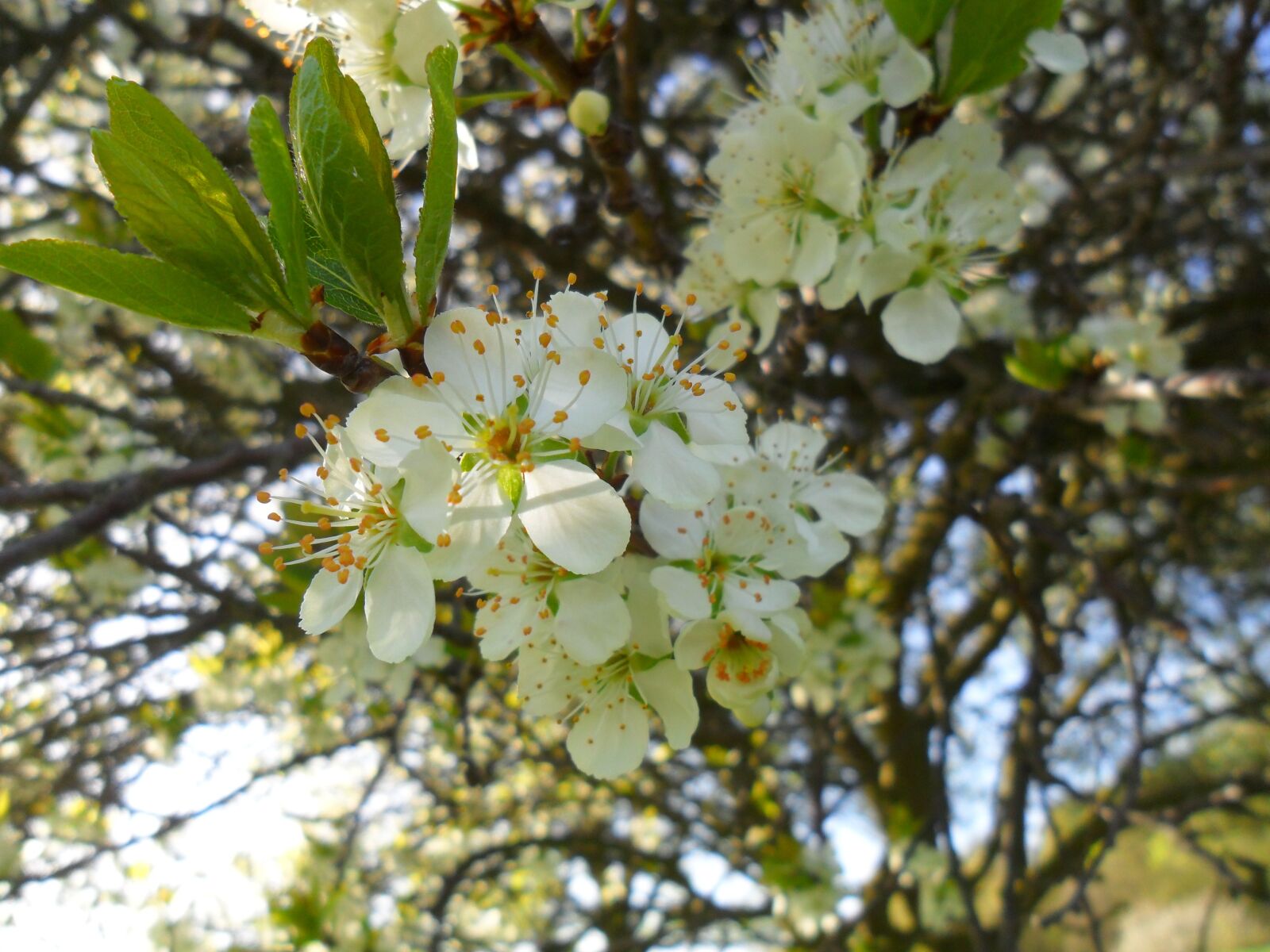 Samsung ES65, ES67 / VLUU ES65, ES67 /  SL50 sample photo. Cherry blossom, cherry tree photography