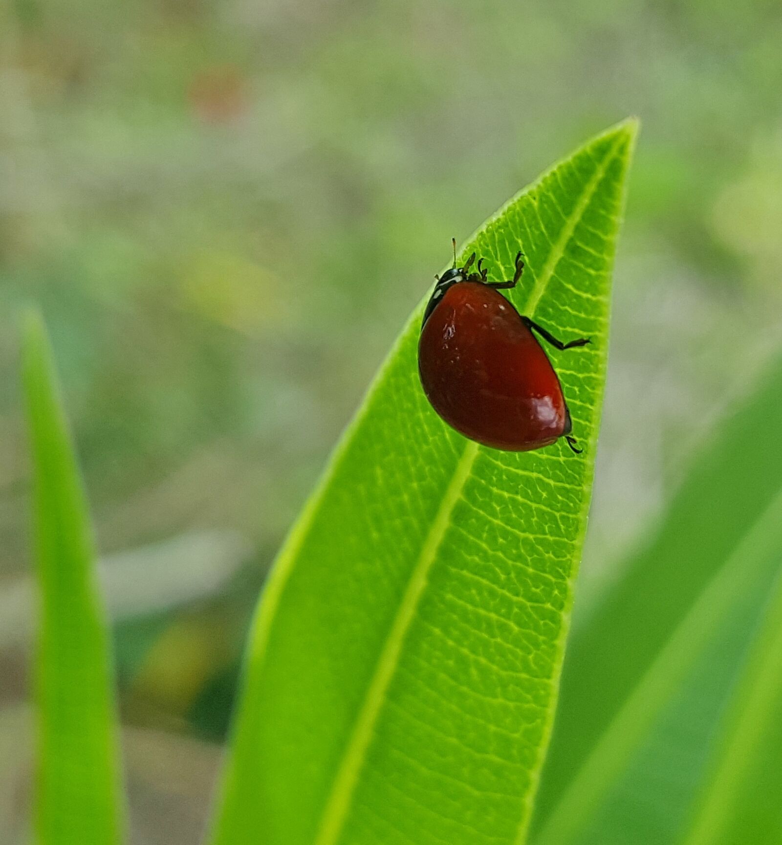 Samsung Galaxy Note5 sample photo. Polished lady beetle, lady photography