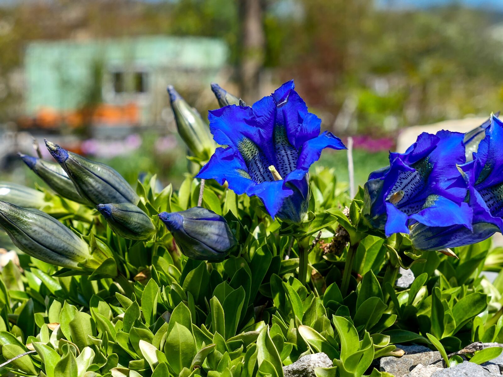Panasonic Lumix DMC-LX10 (Lumix DMC-LX15) sample photo. Garden, gentian, blue photography