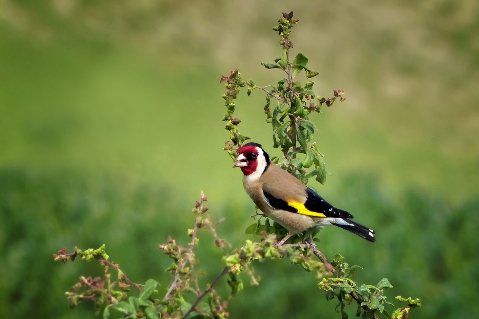 Panasonic Lumix DMC-FZ200 sample photo. Nature, animal world, bird photography