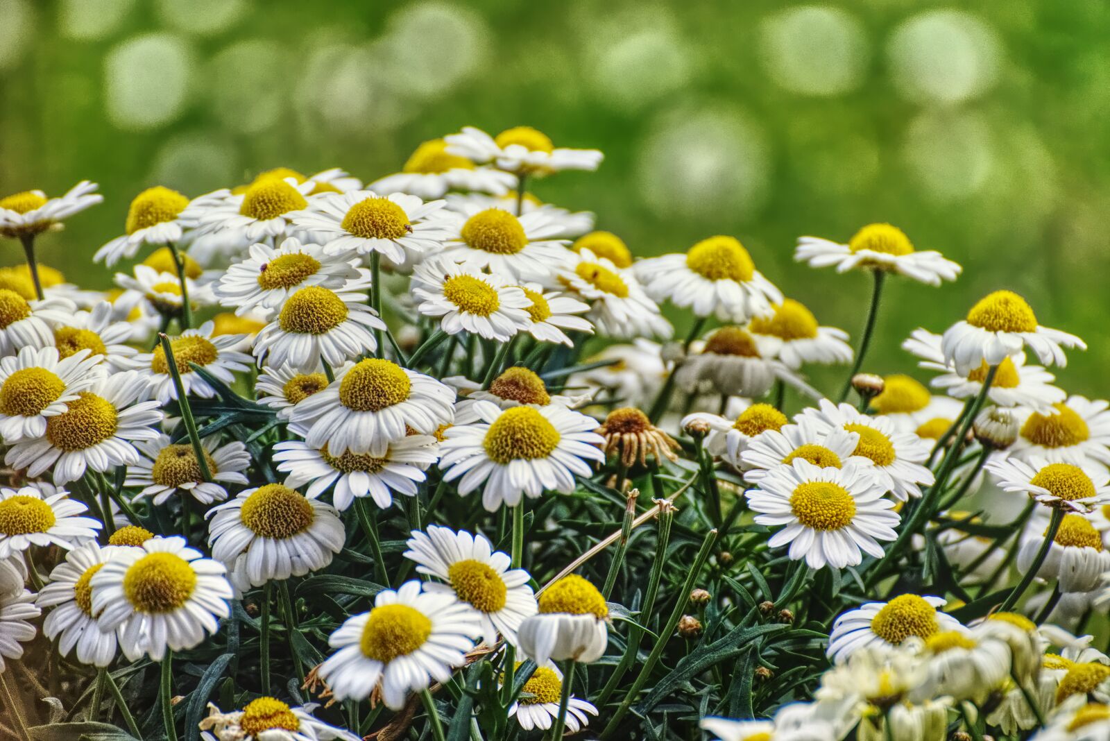 Nikon D7200 sample photo. Daisies, white, flower photography