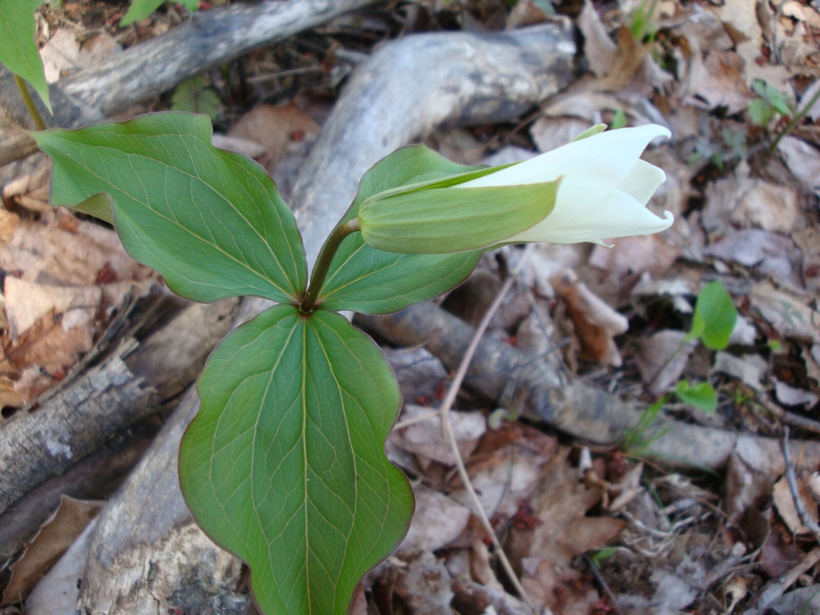 Sony Cyber-shot DSC-W170 sample photo. Trillium, flower, spring photography