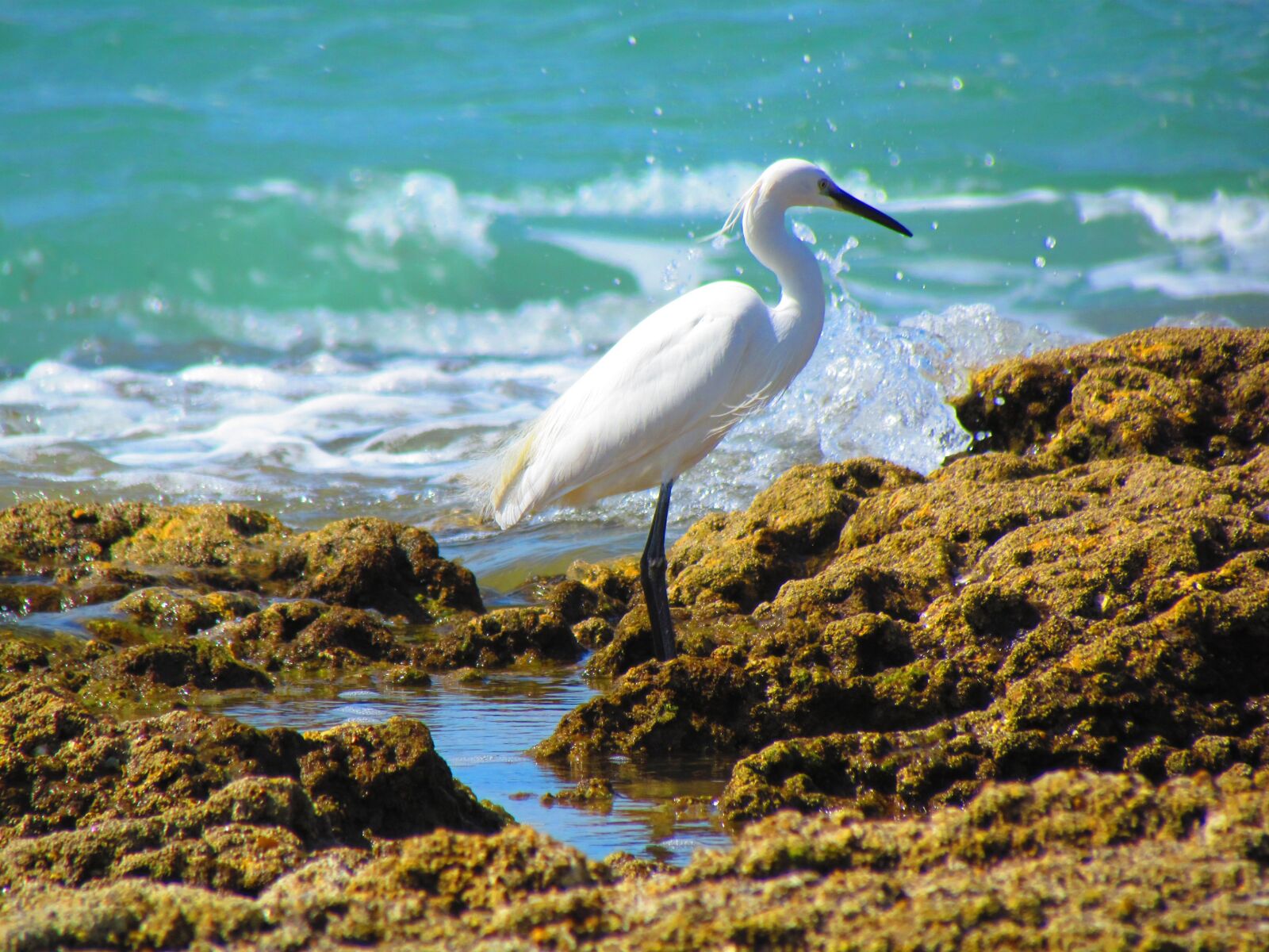 Canon PowerShot SX30 IS sample photo. Ave, egret, bird photography