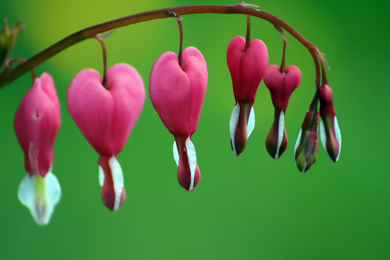 Canon EOS 600D (Rebel EOS T3i / EOS Kiss X5) sample photo. Flower, heart flower, close photography
