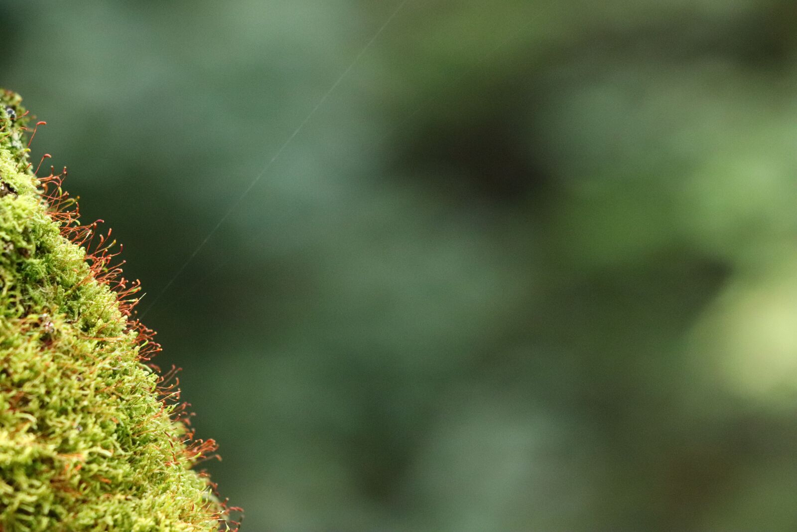 Canon EF 70-300 F4-5.6 IS II USM sample photo. Moss, green, tree photography