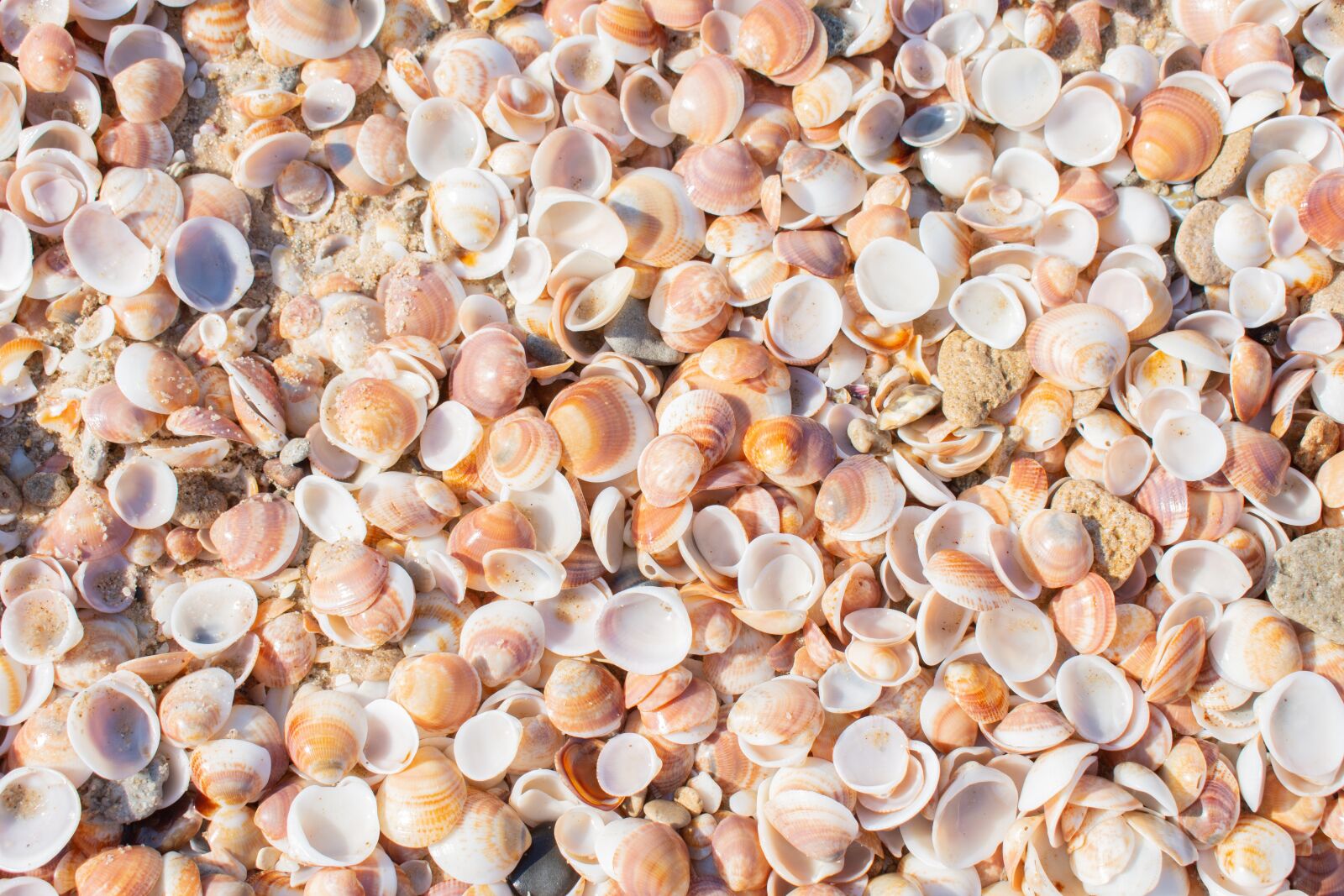 Nikon D7200 sample photo. Seashells, sea, beach photography