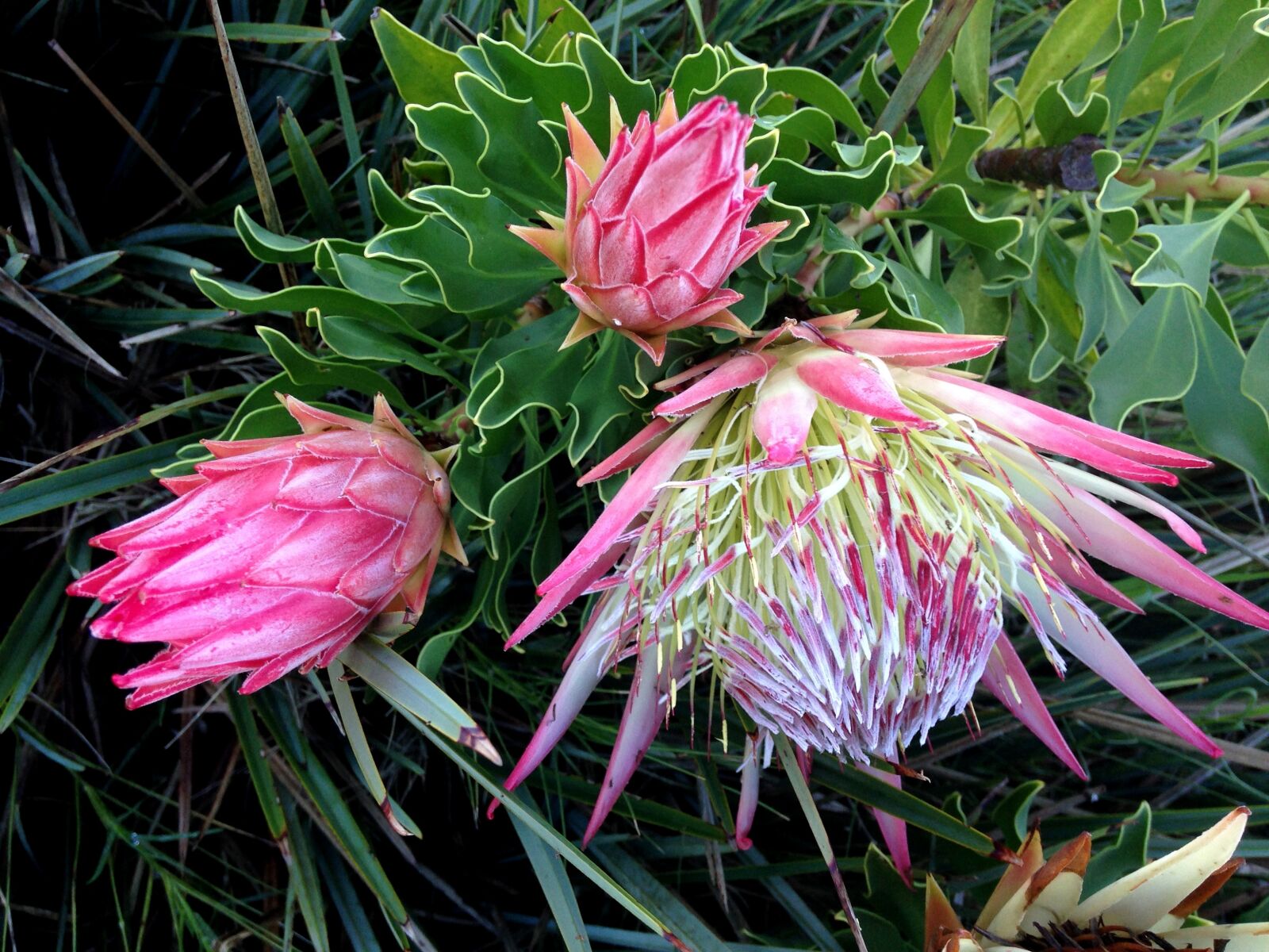 iPhone 5c back camera 4.12mm f/2.4 sample photo. Bush, flower, garden, native photography