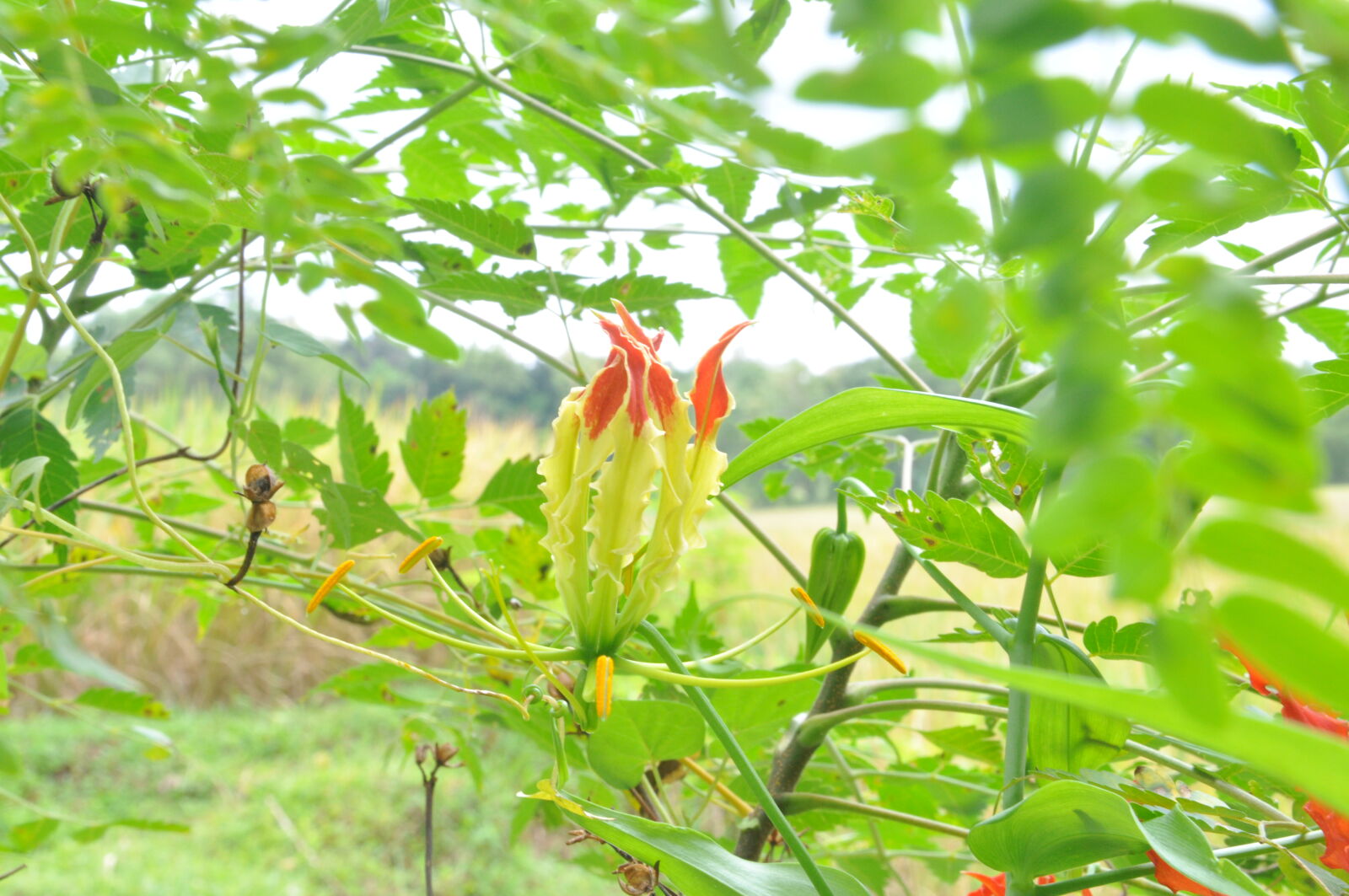 Nikon D90 sample photo. Charming, flower photography