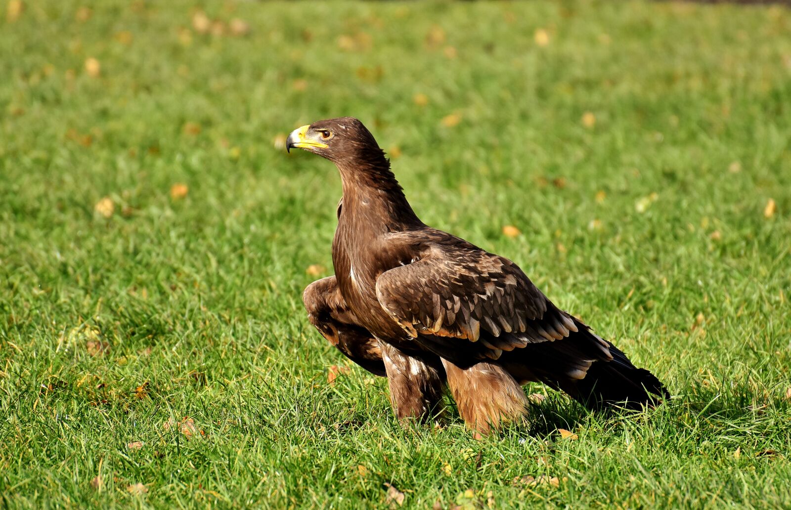 Nikon D7200 sample photo. Adler, raptor, bird of photography