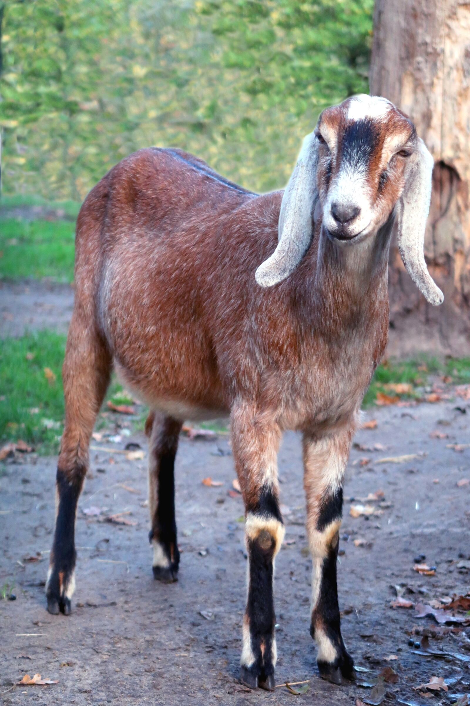 Canon PowerShot G7 X Mark II sample photo. Goat, nubian goat, goats photography