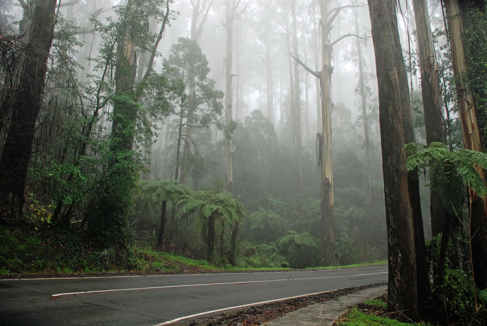 Nikon D80 sample photo. Fog, mist, rain forest photography