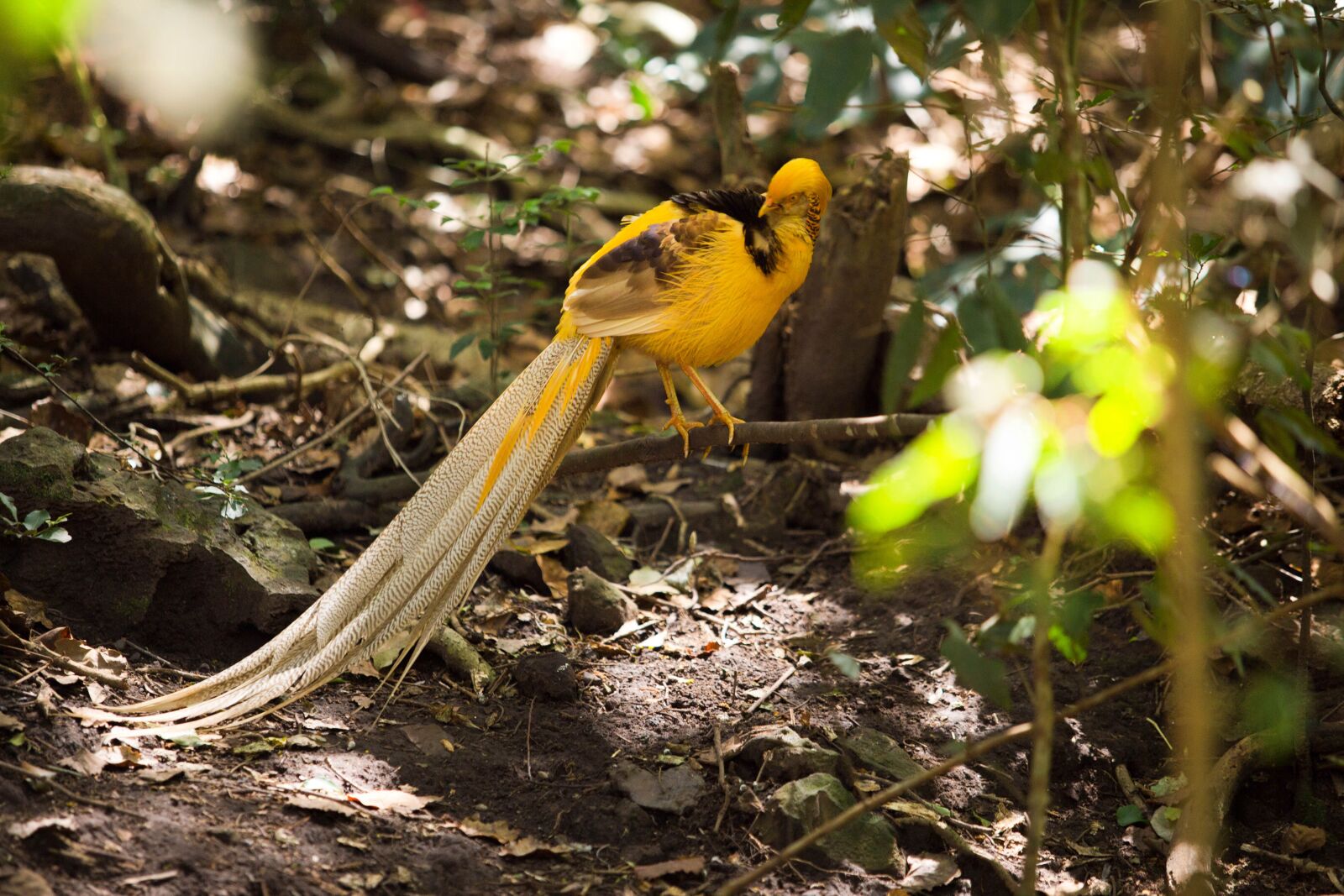 Canon EF 70-200mm F2.8L USM sample photo. Bird, beauty, animal photography