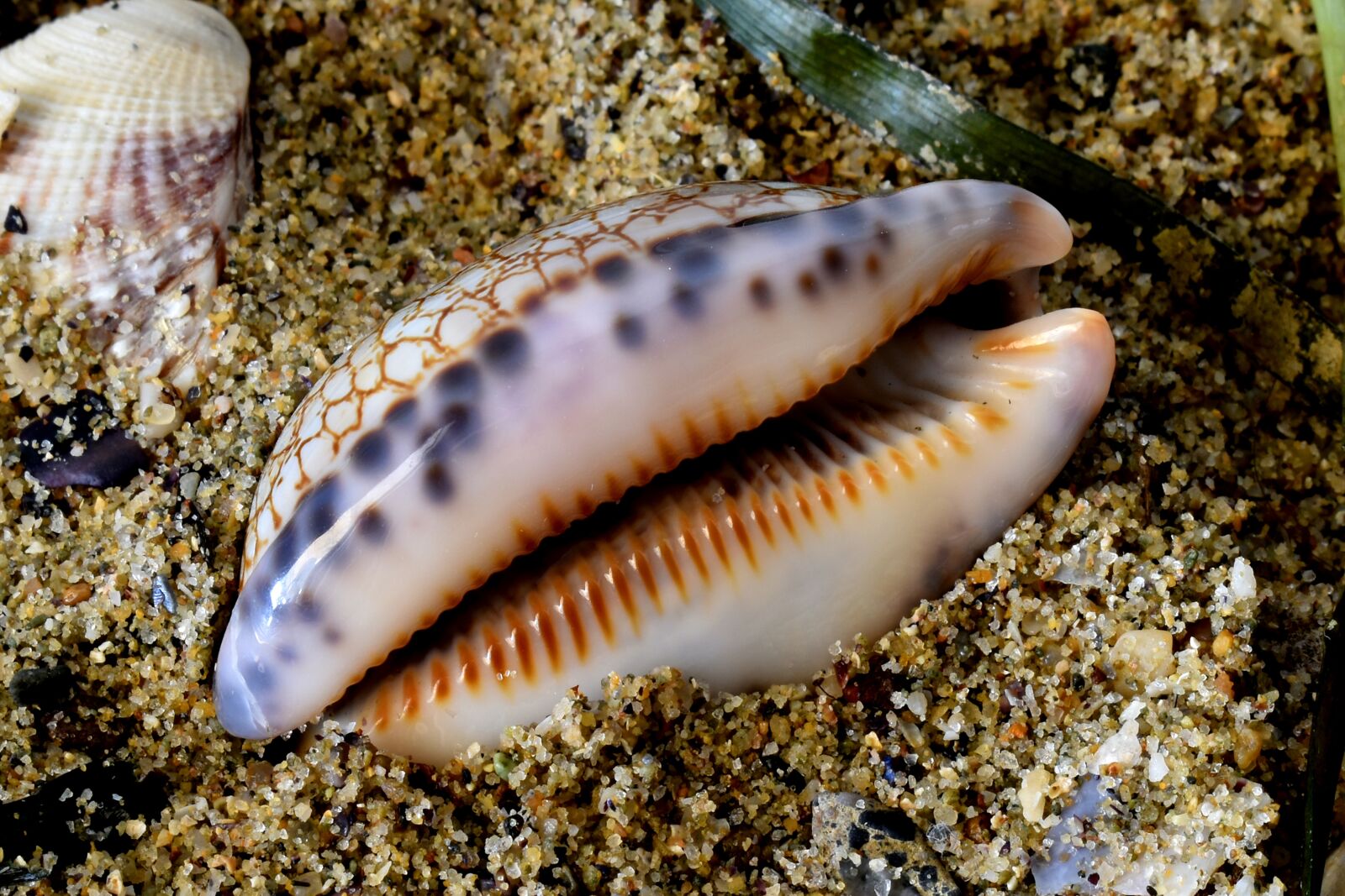Nikon D3500 sample photo. Gastropod, cowry, shell photography