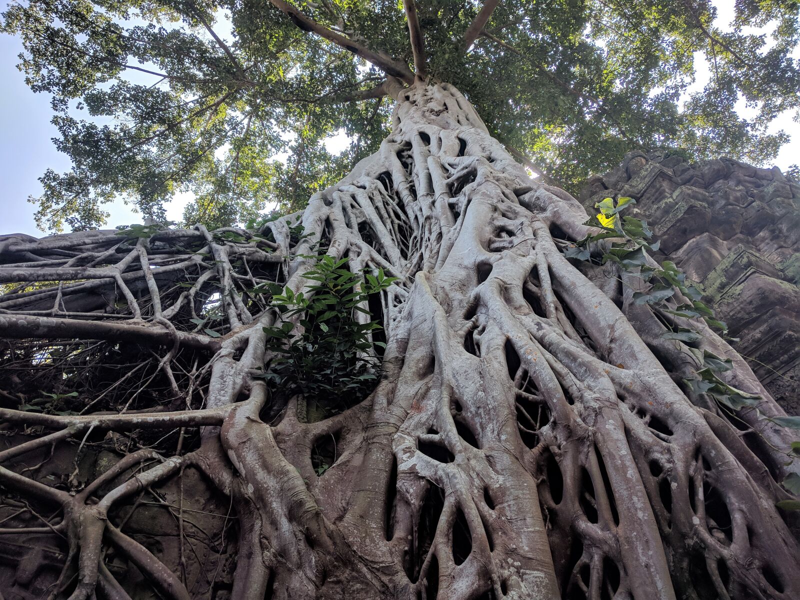 Google Nexus 6P sample photo. Tree, tree, roots photography