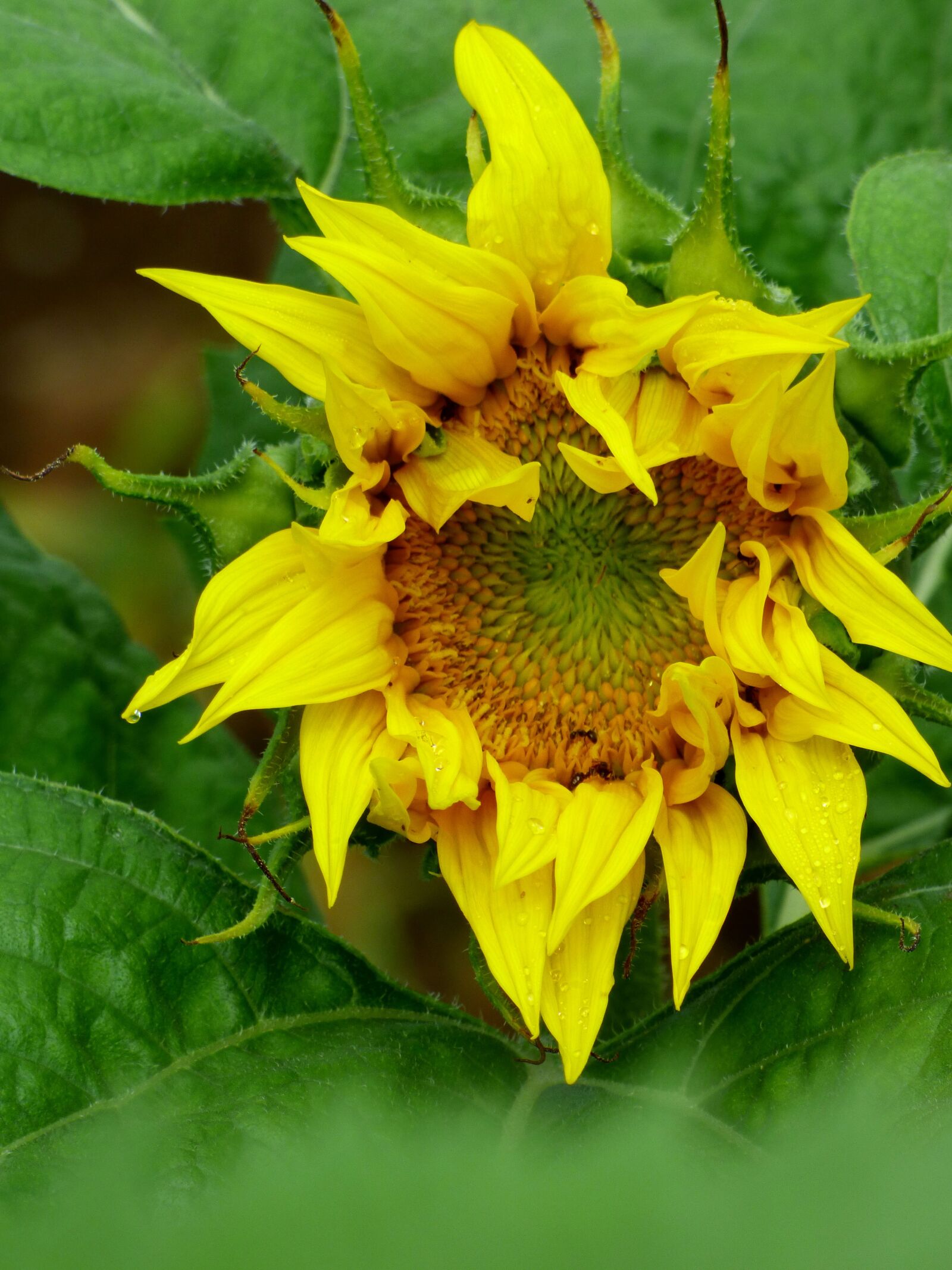 Panasonic DMC-FZ72 sample photo. Flower, sunflower, yellow photography