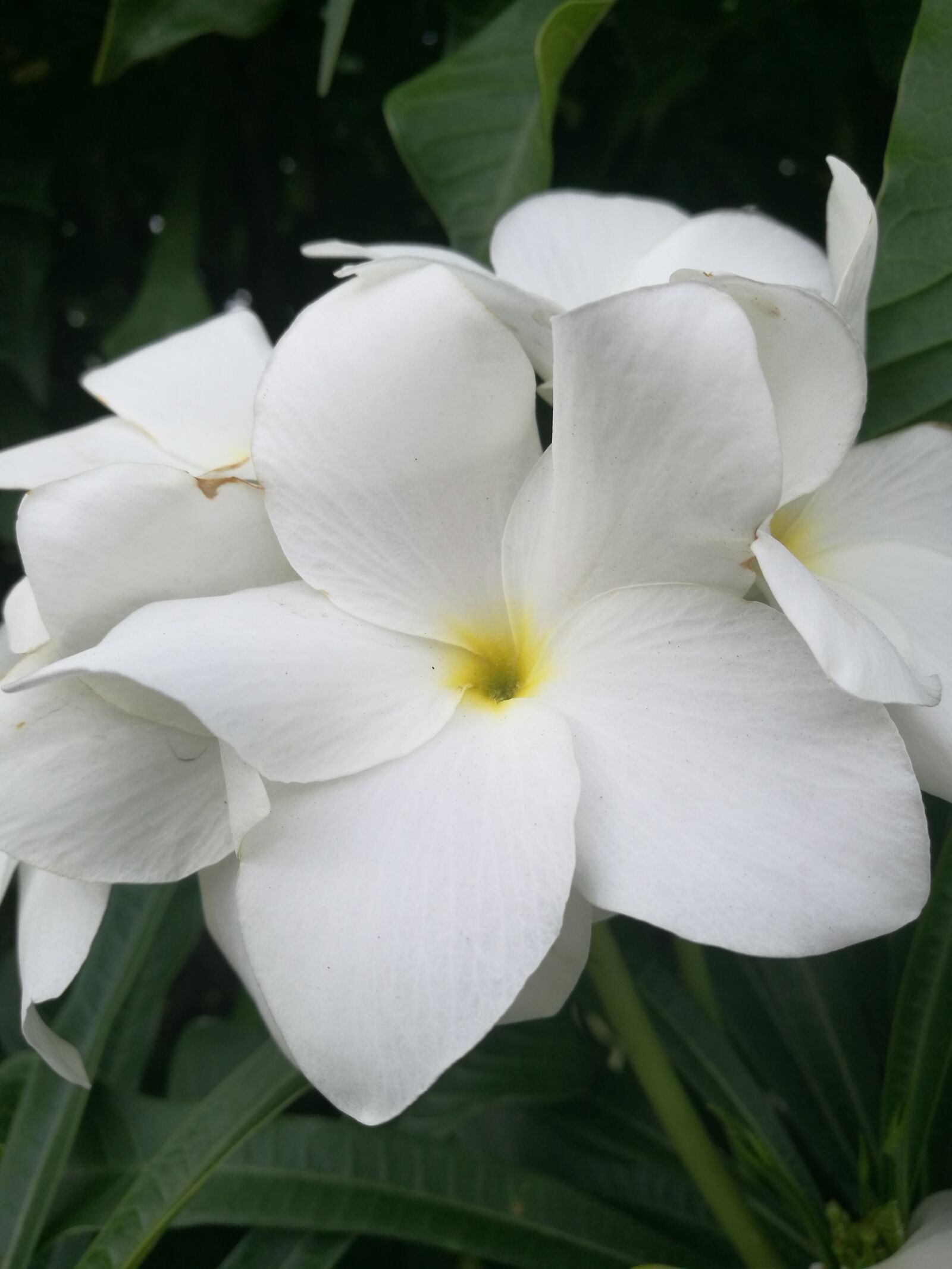 HUAWEI P9 sample photo. Plant, nature, tropical photography