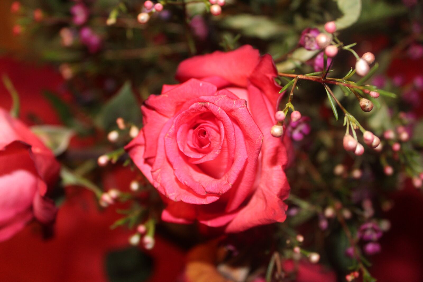 Canon EOS 1300D (EOS Rebel T6 / EOS Kiss X80) sample photo. Flower, rose, coral photography
