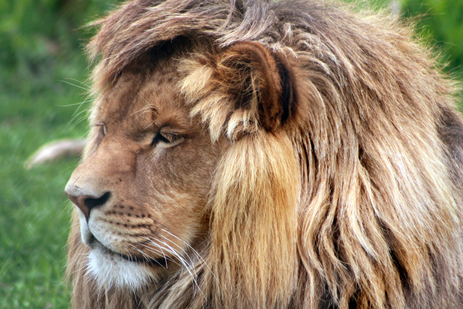 Canon EOS 1100D (EOS Rebel T3 / EOS Kiss X50) sample photo. Africa, big, cat, lion photography