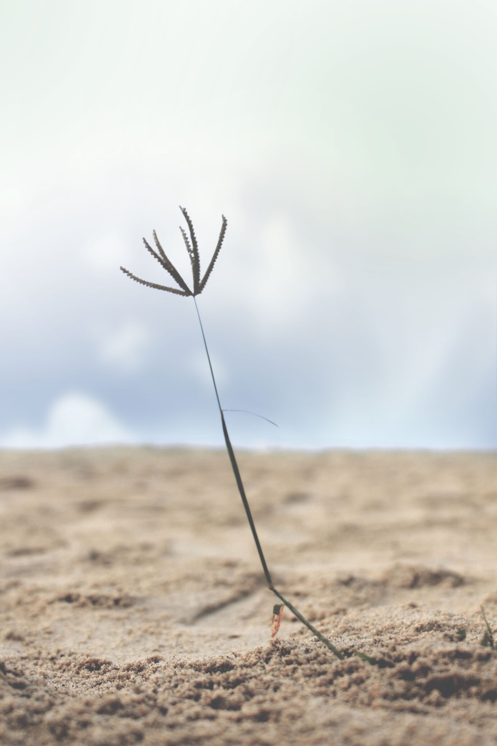 Canon EOS 700D (EOS Rebel T5i / EOS Kiss X7i) sample photo. Singularity, beach, sand photography