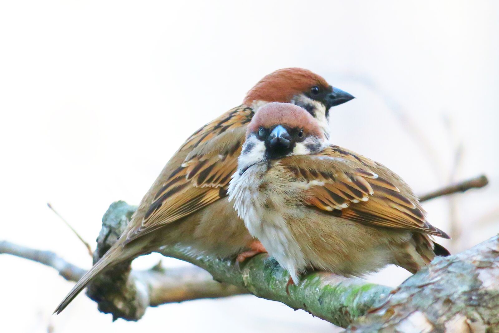 Canon PowerShot G3 X sample photo. Bird, animal, wildlife photography