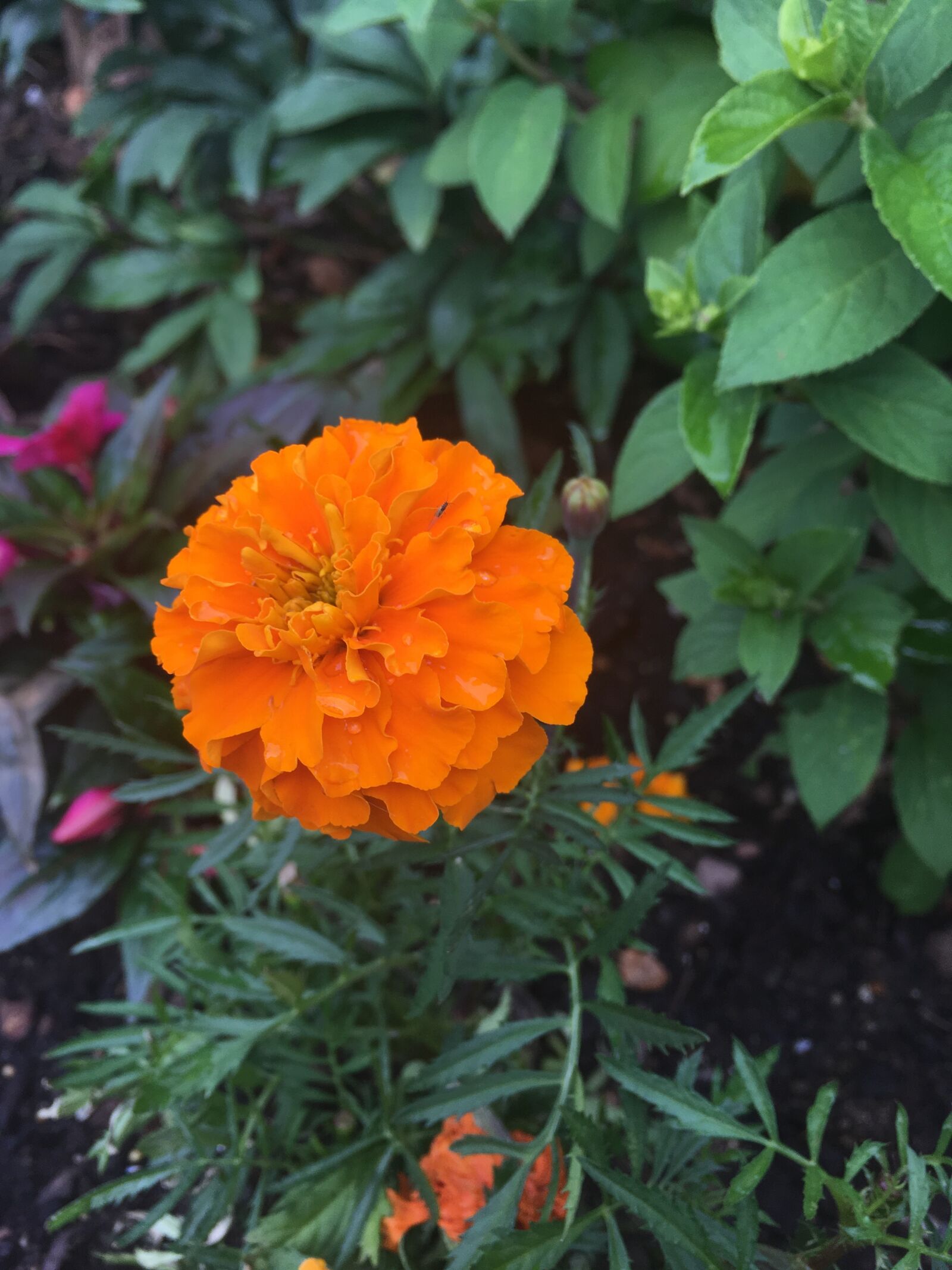 iPhone SE back camera 4.15mm f/2.2 sample photo